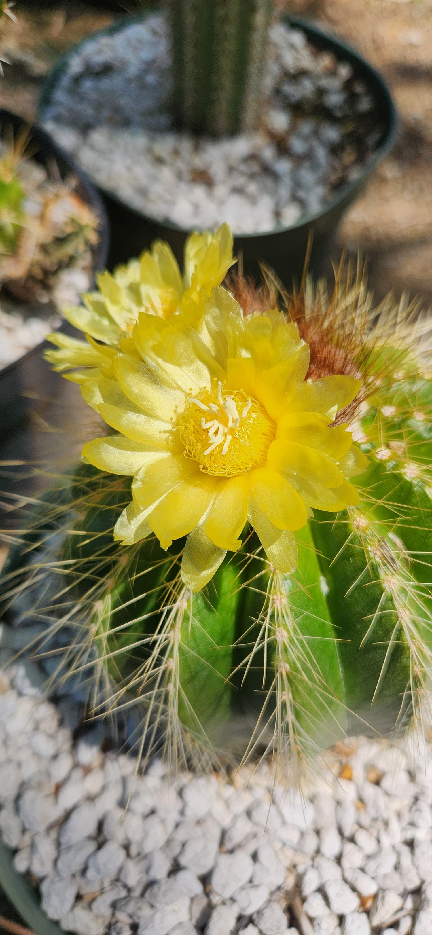 Parodia