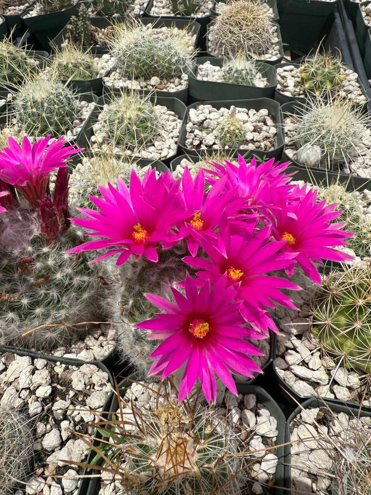 Cacti