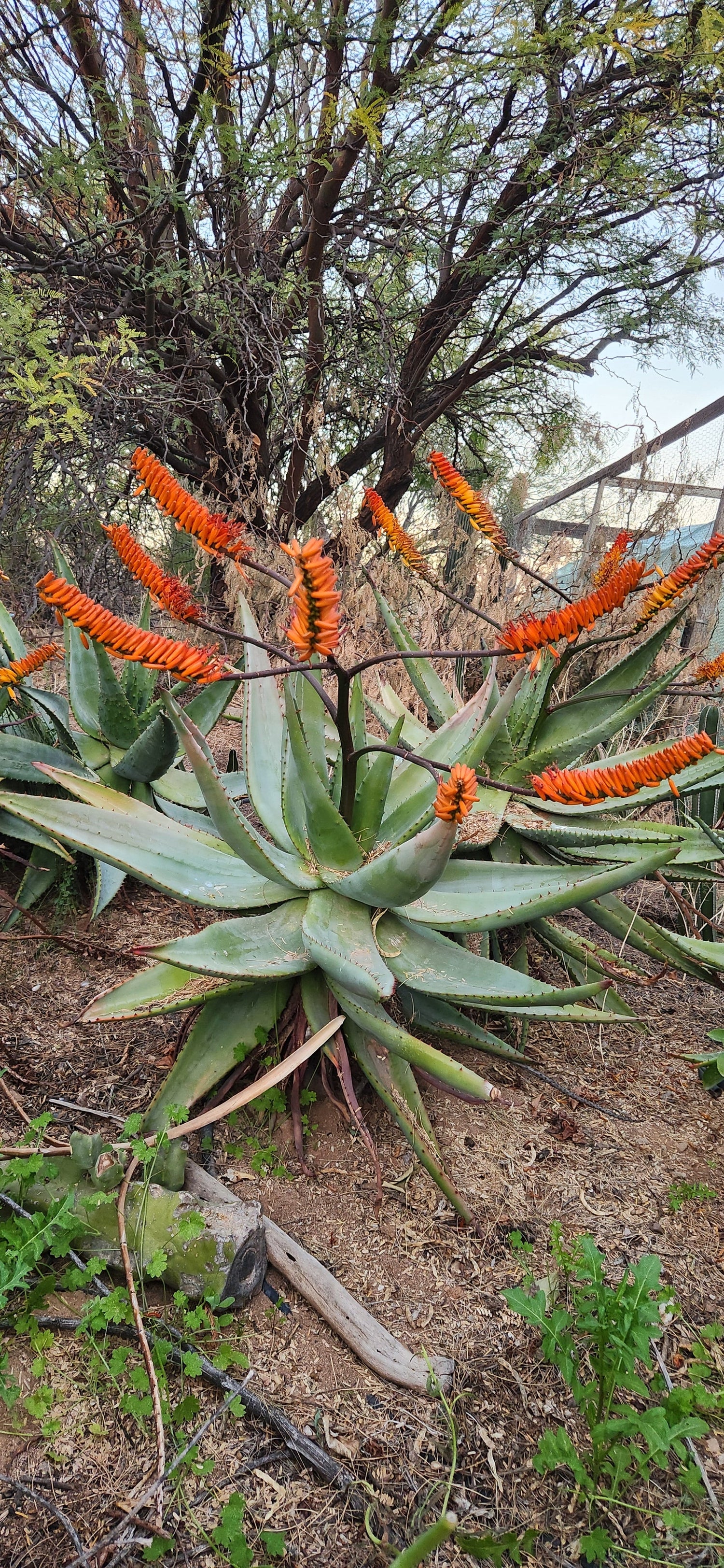 Aloe