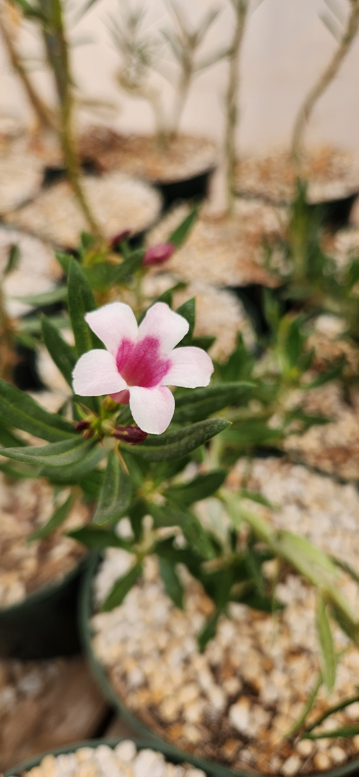 Pachypodium