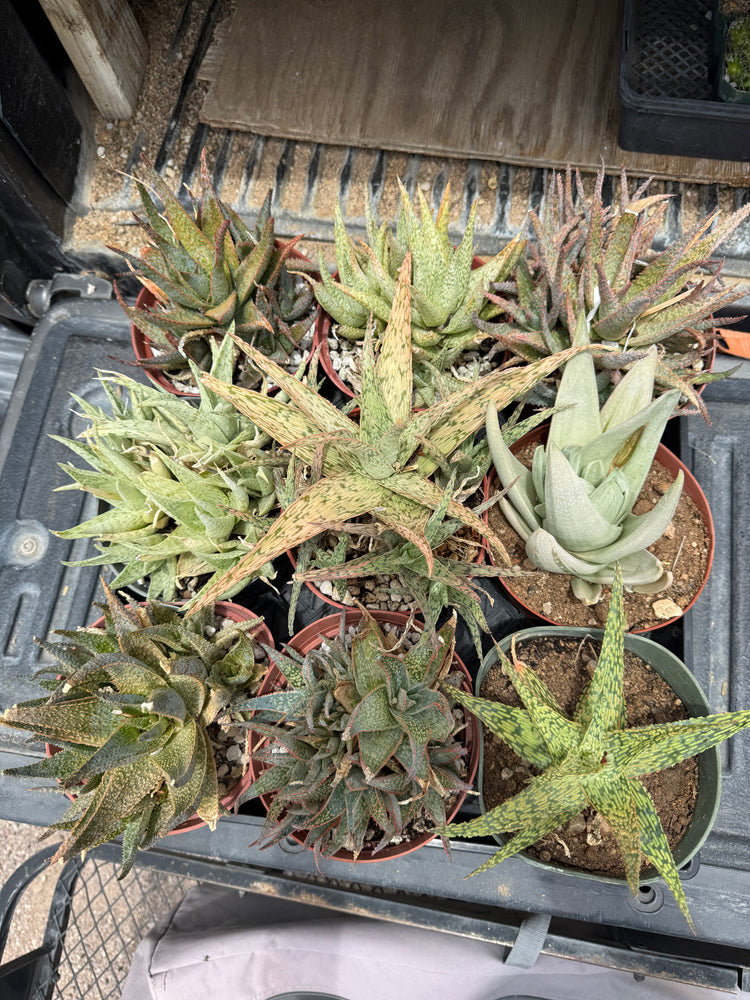 Succulents & Trees