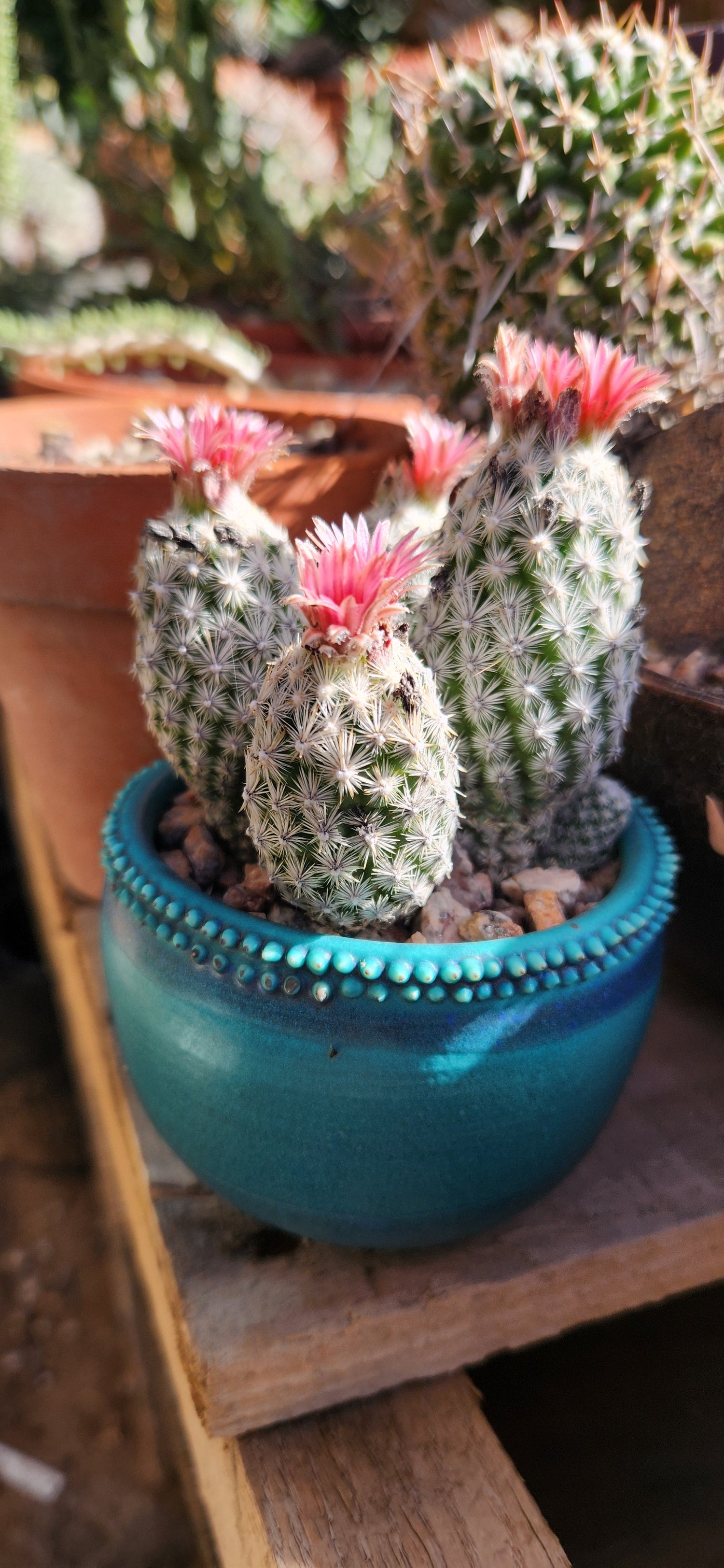 Escobaria