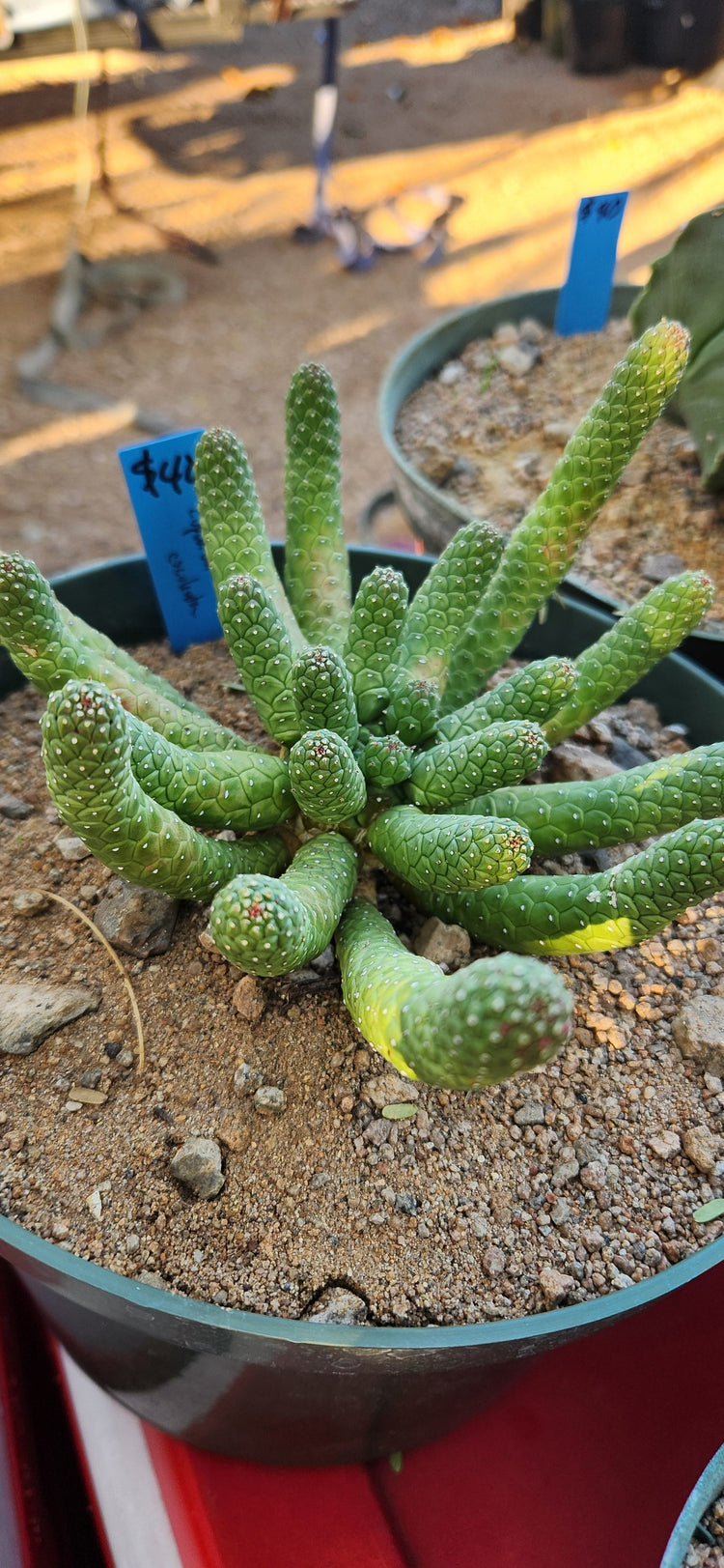 Euphorbia