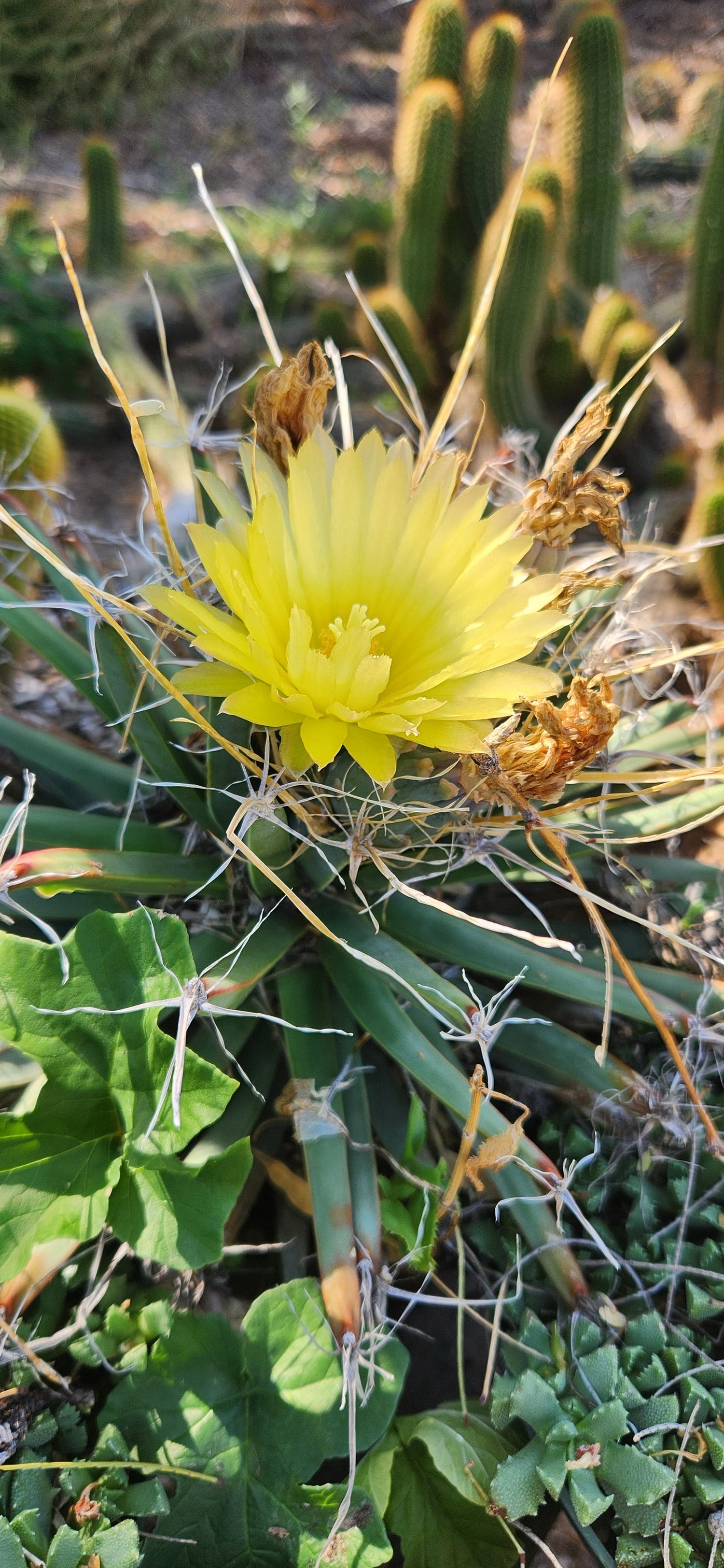 Leuchtenbergia