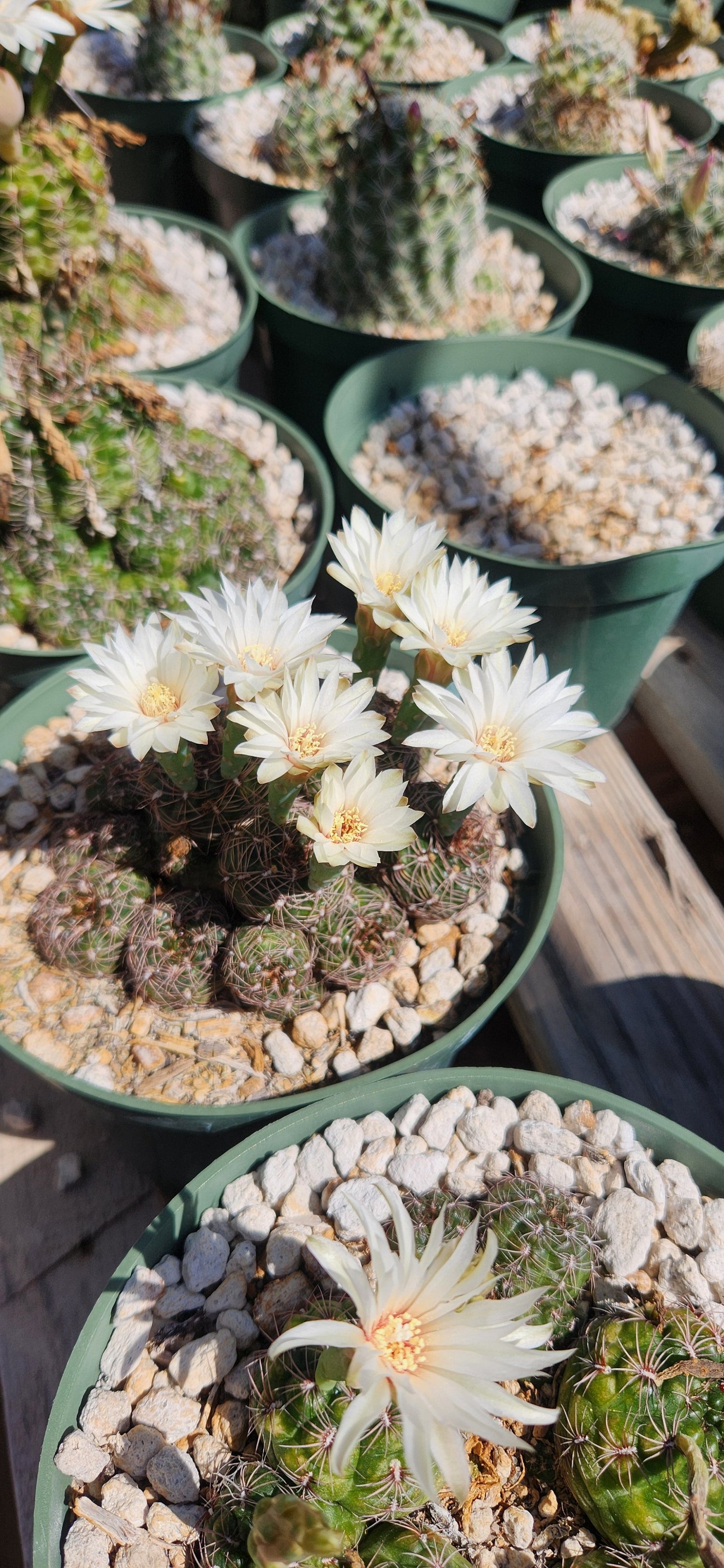 Gymnocalycium