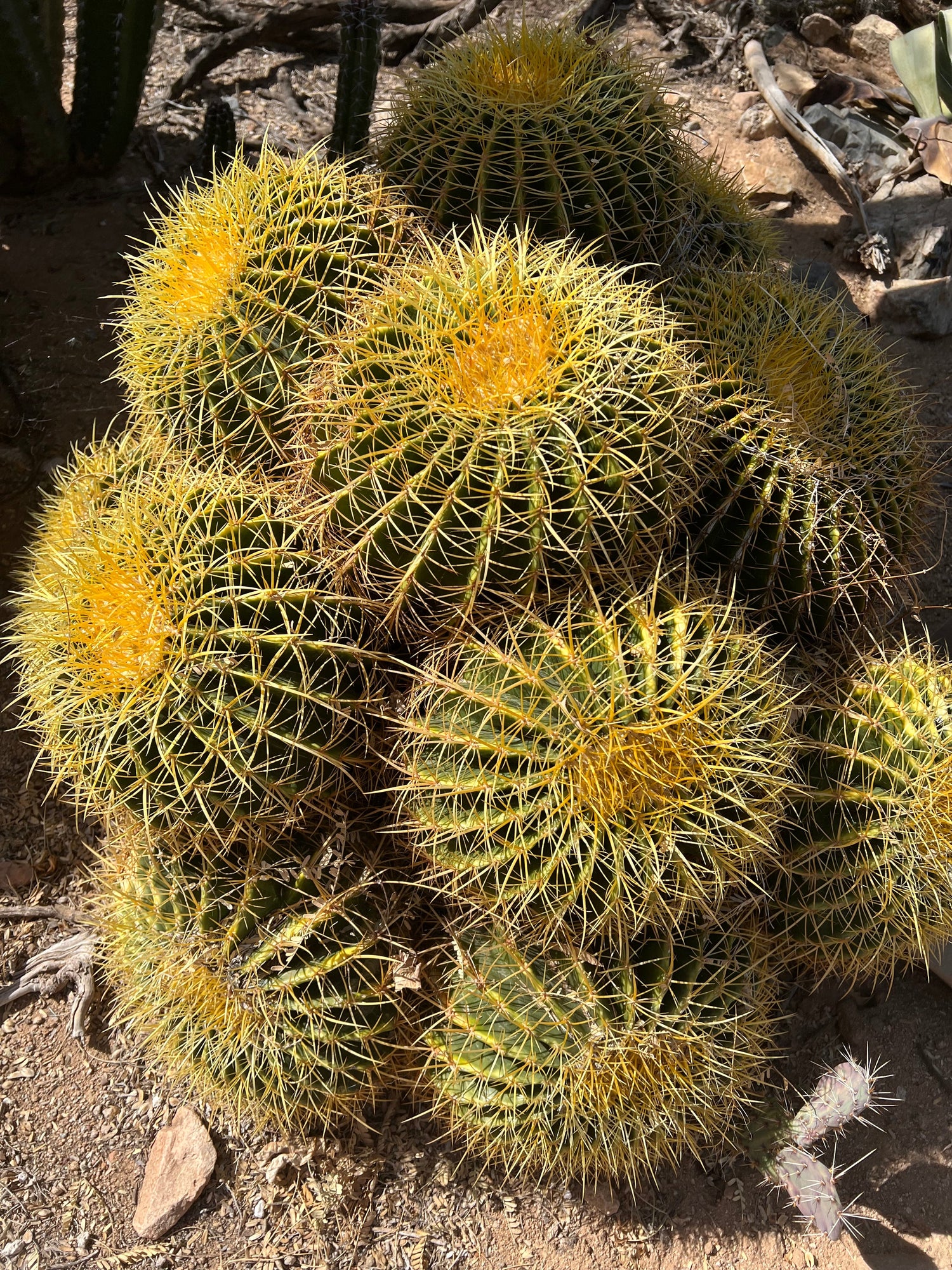 Echinocactus