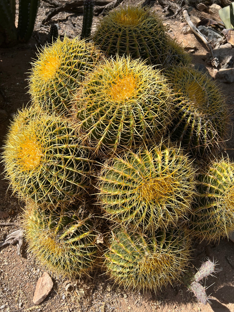 Echinocactus