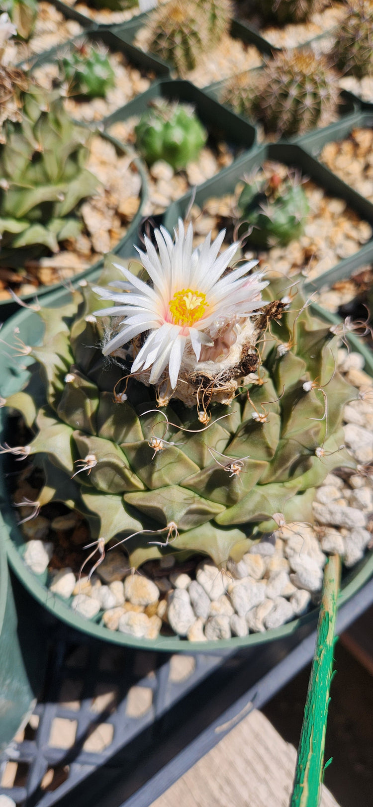 Obregonia