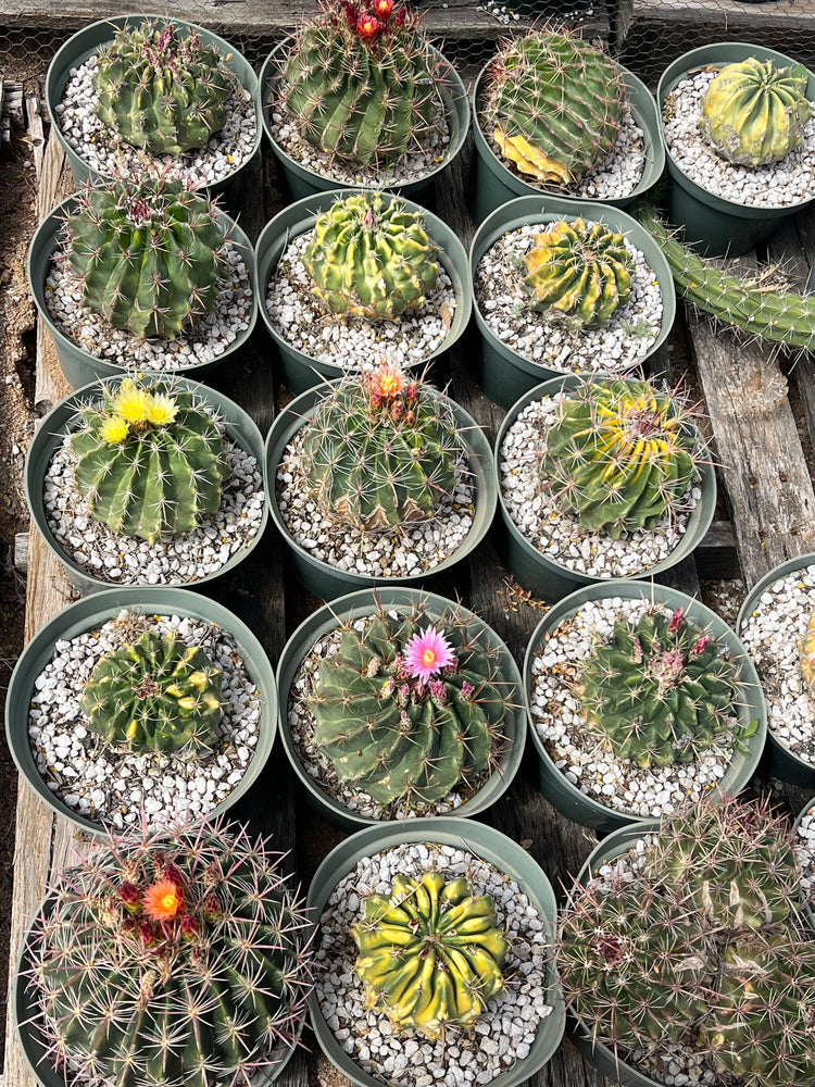 Hybrid Seeds