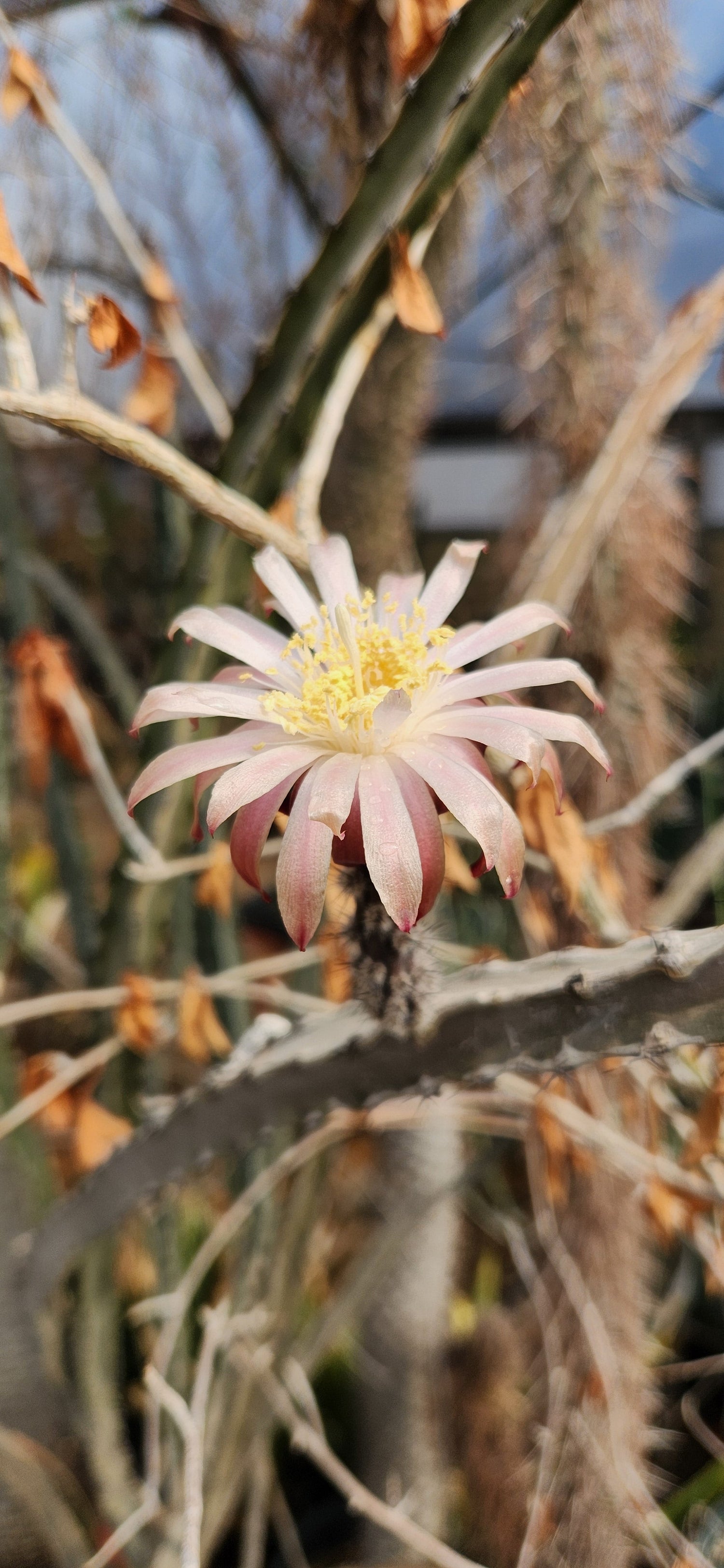 Peniocereus