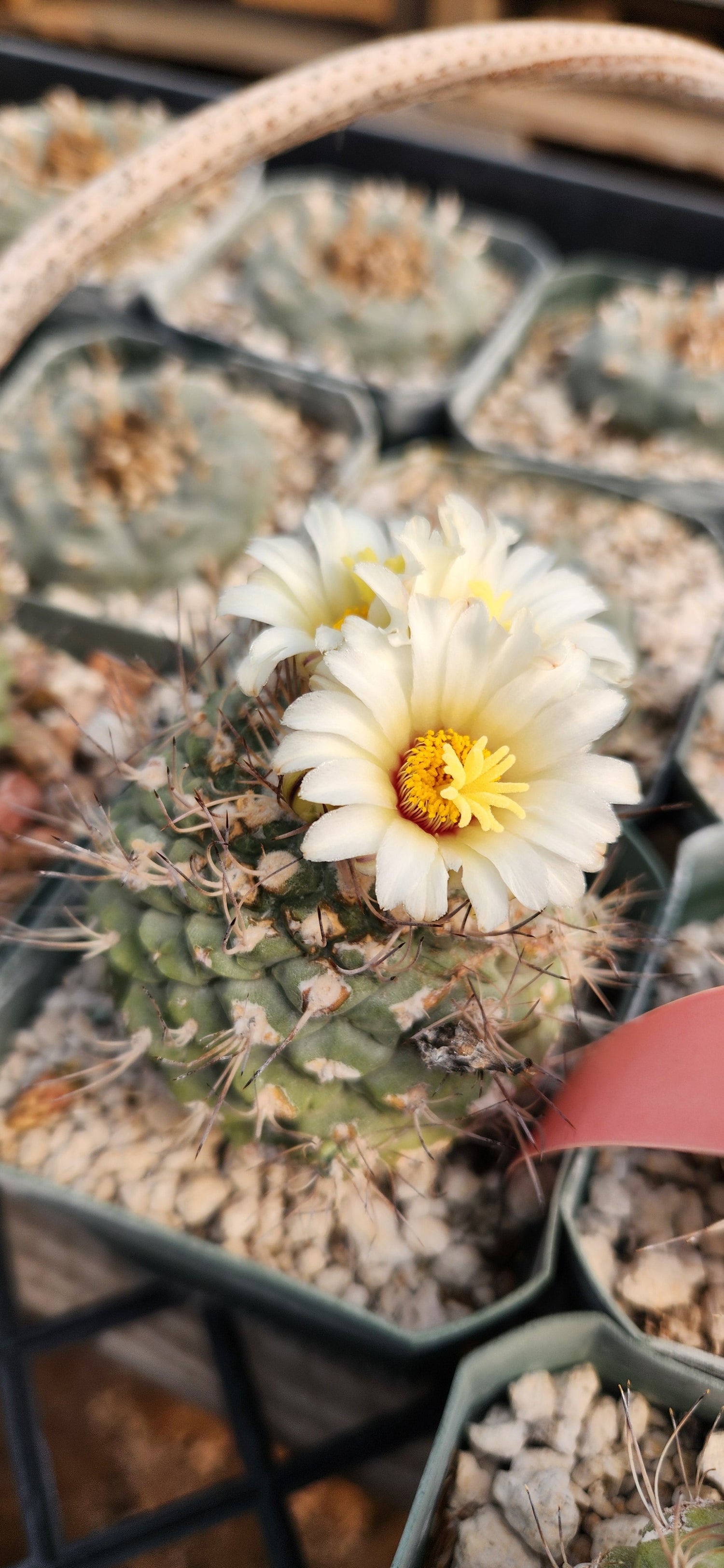 Strombocactus