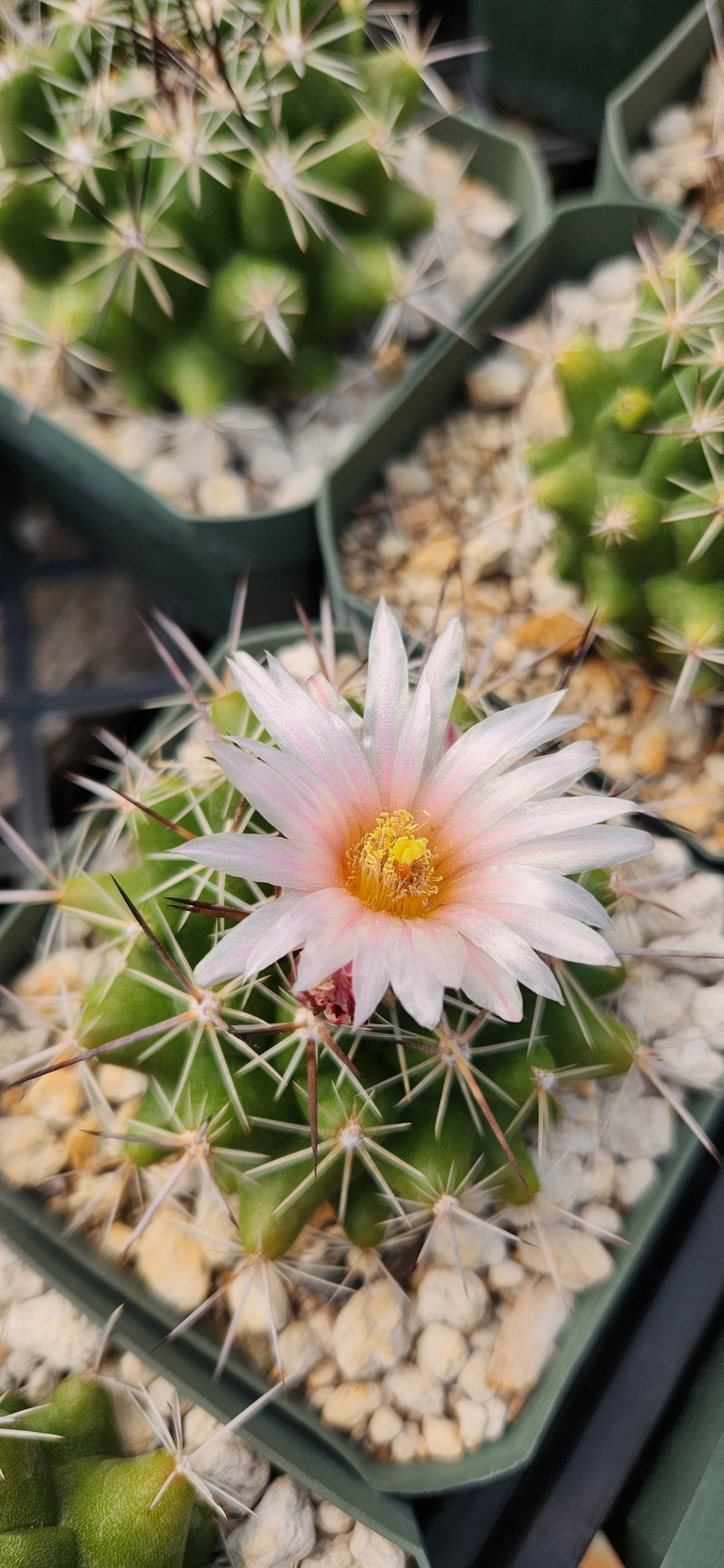 Thelocactus