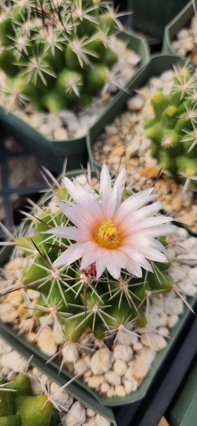 Thelocactus