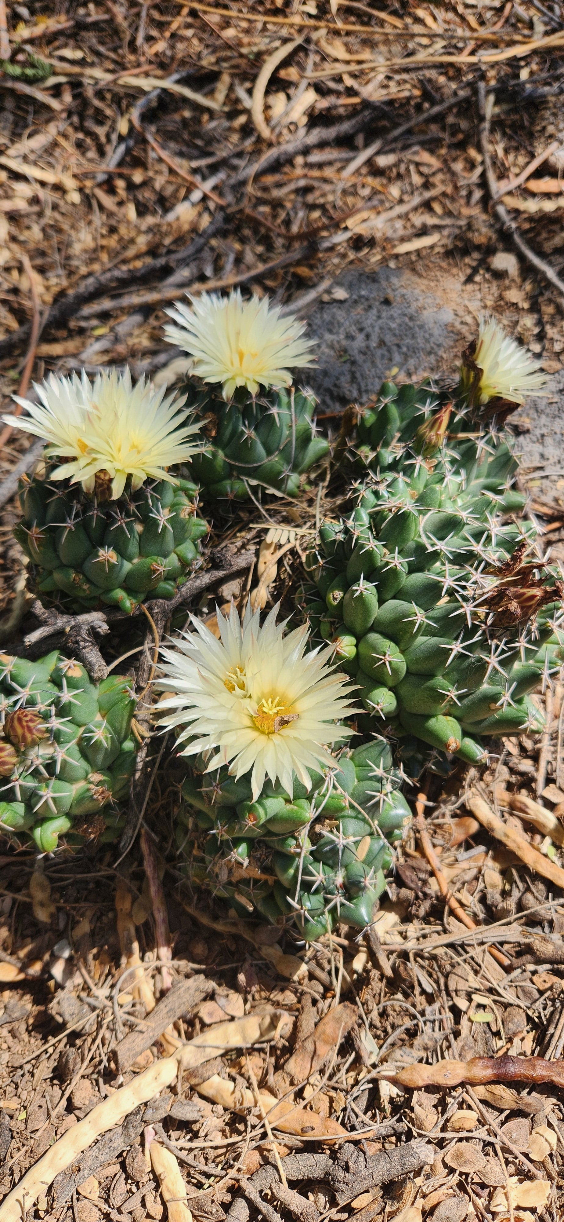 rare plant seeds for sale Coryphantha Maiz Tablaensis Seeds for Sale