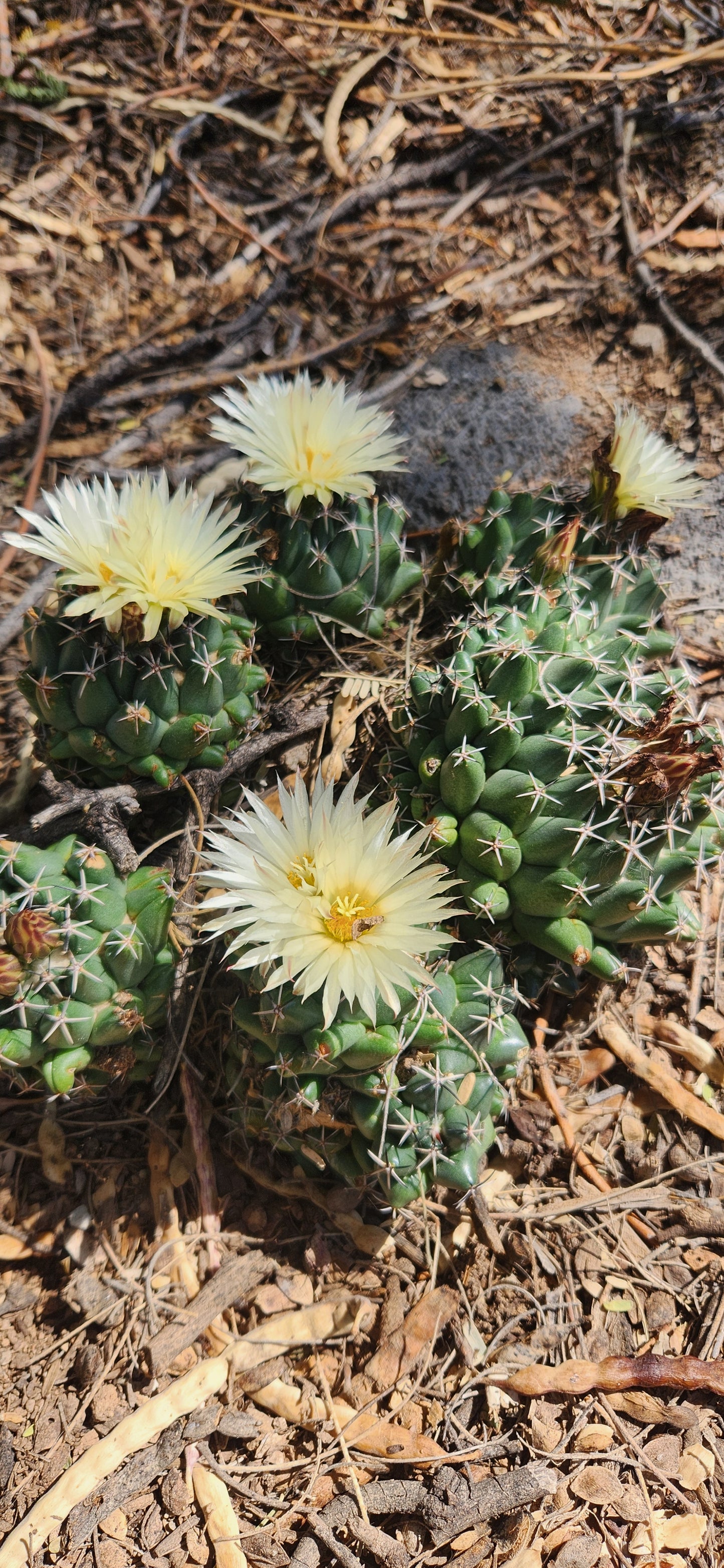 Coryphantha maiz-tablasensis Seeds