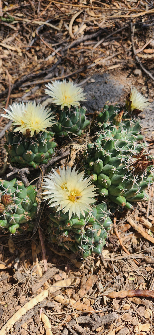 Coryphantha maiz-tablasensis Seeds