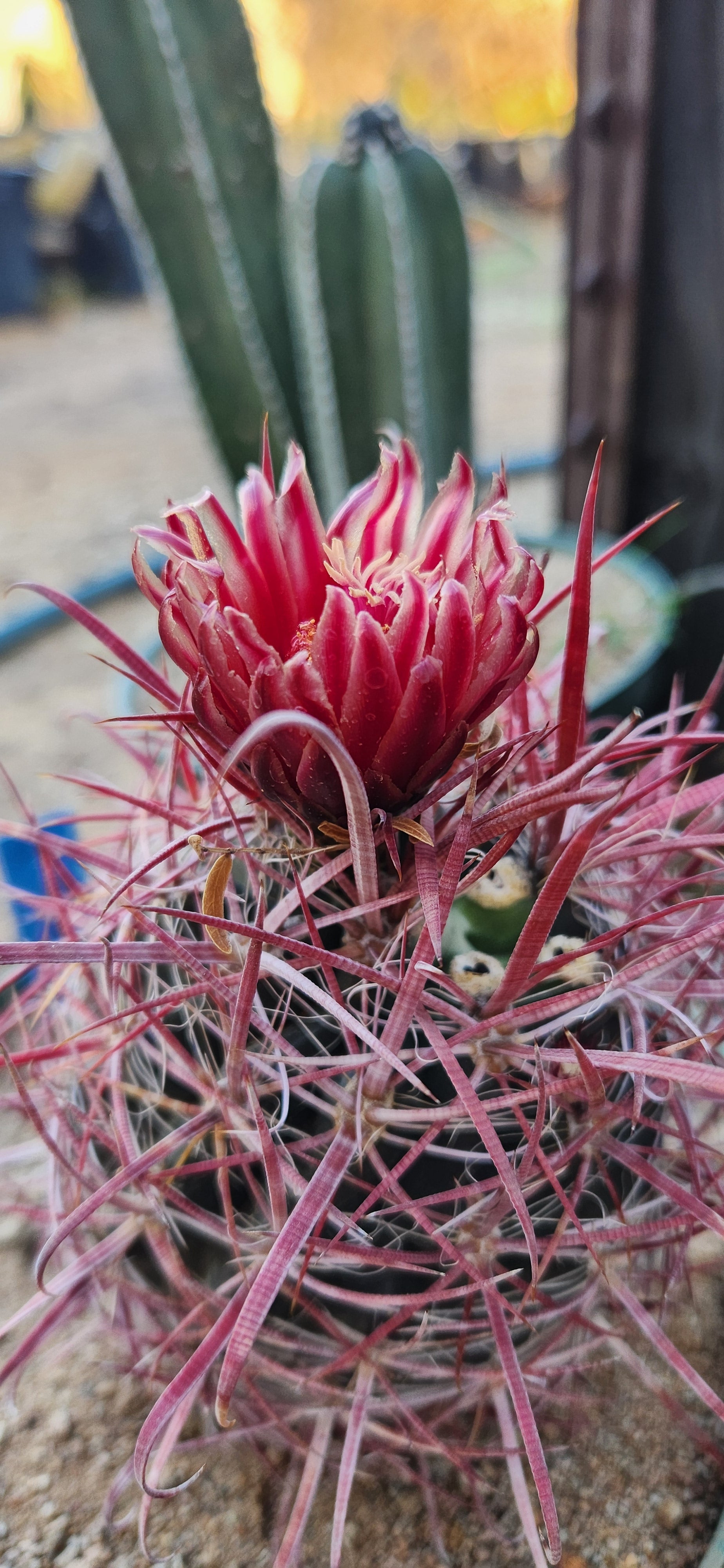 Ferocactus Gracilis Coloratus Seeds for Sale