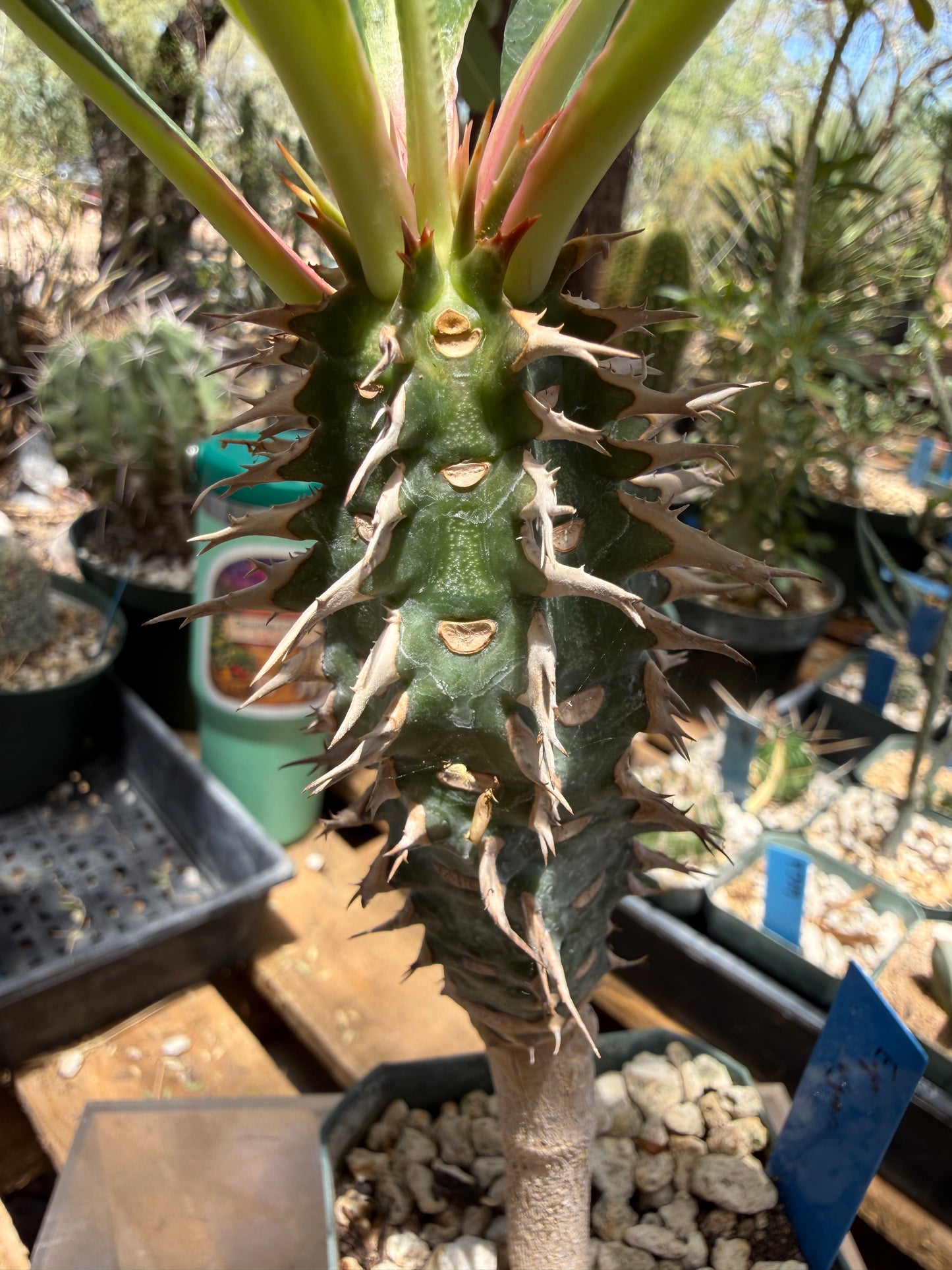 Euphorbia viguieri Seeds