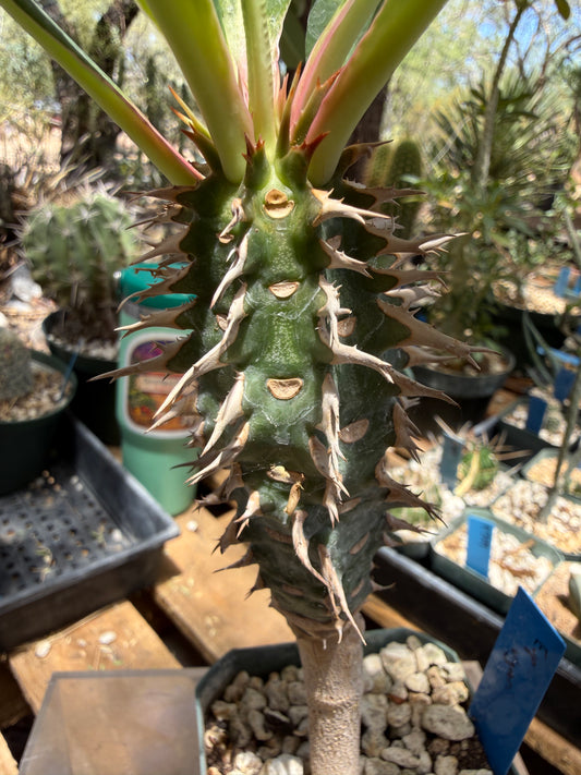 Euphorbia viguieri Seeds
