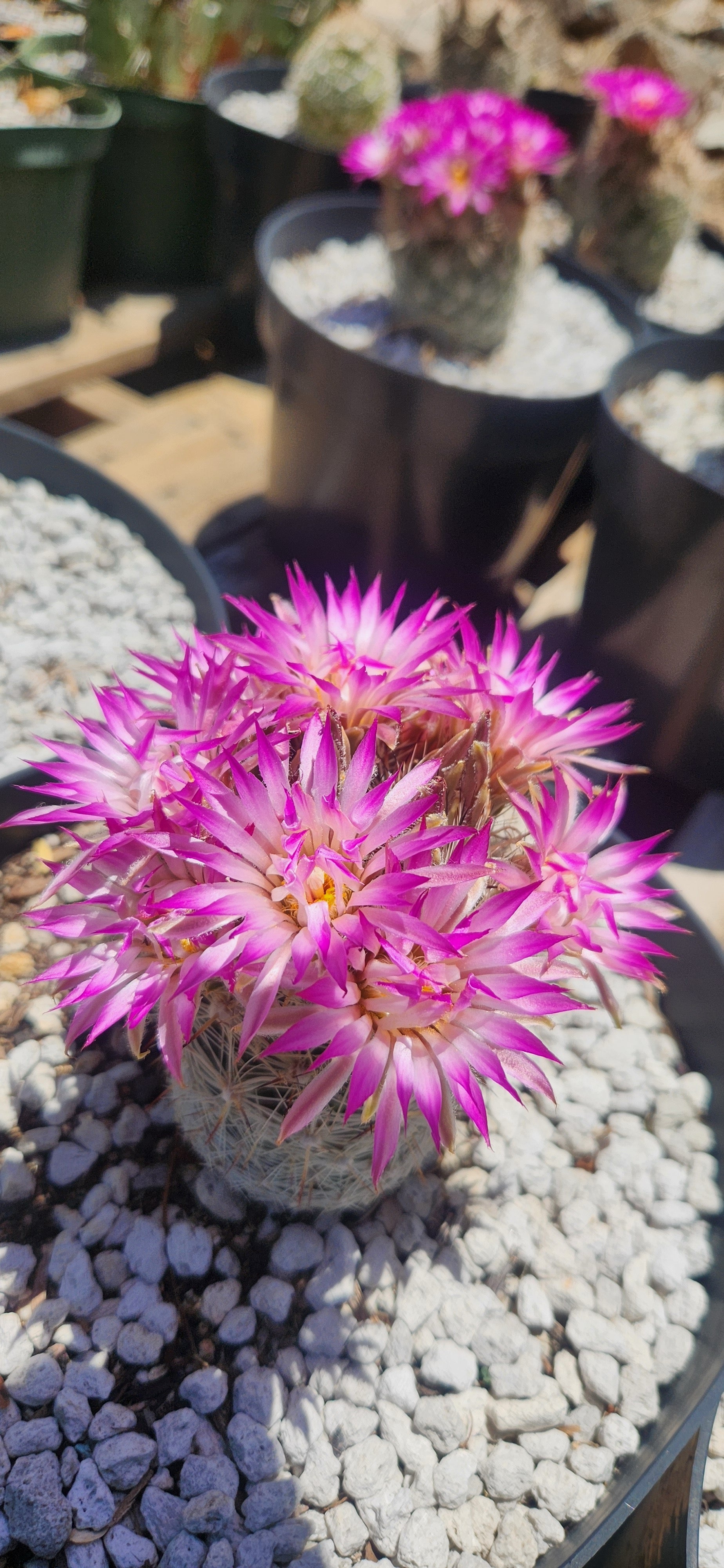 rare plant seeds for sale Coryphantha Bisbeeana Seeds for Sale