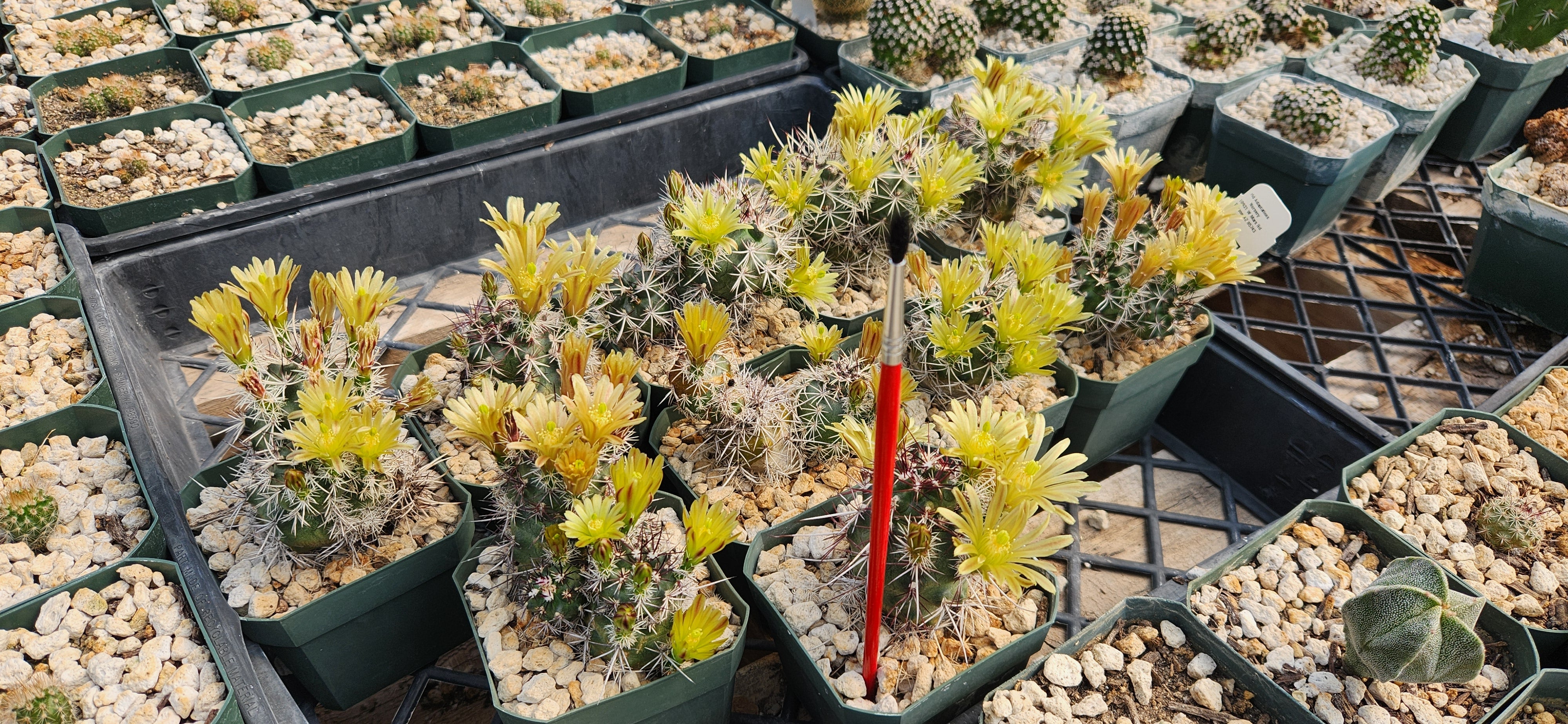 Echinocereus davisii Seeds – Miniature Cactus Rarity