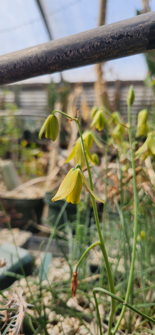 Albuca spiralis Seeds