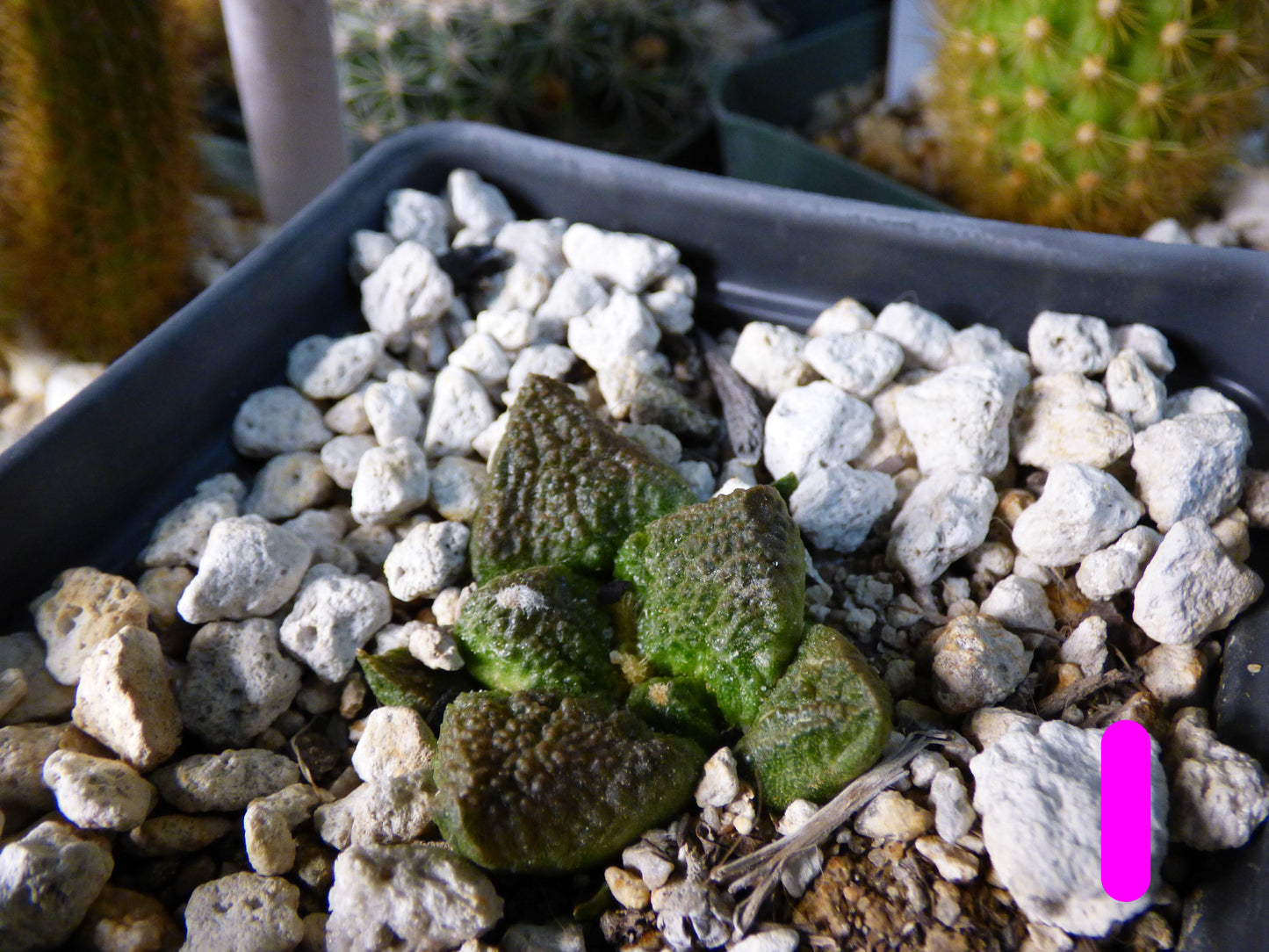 Ariocarpus fissuratus Plant