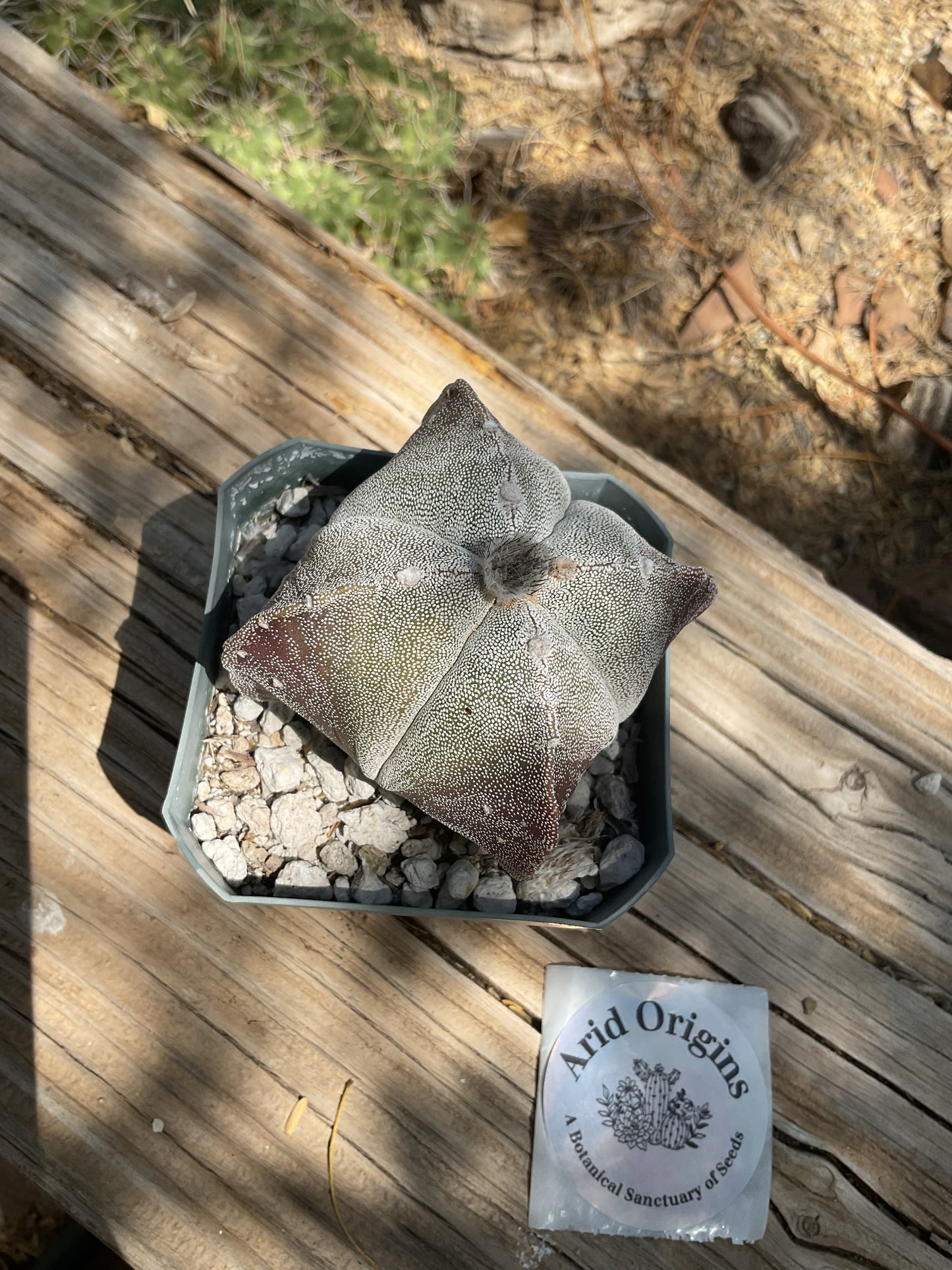 Astrophytum myriostigma quadricostatum Plant