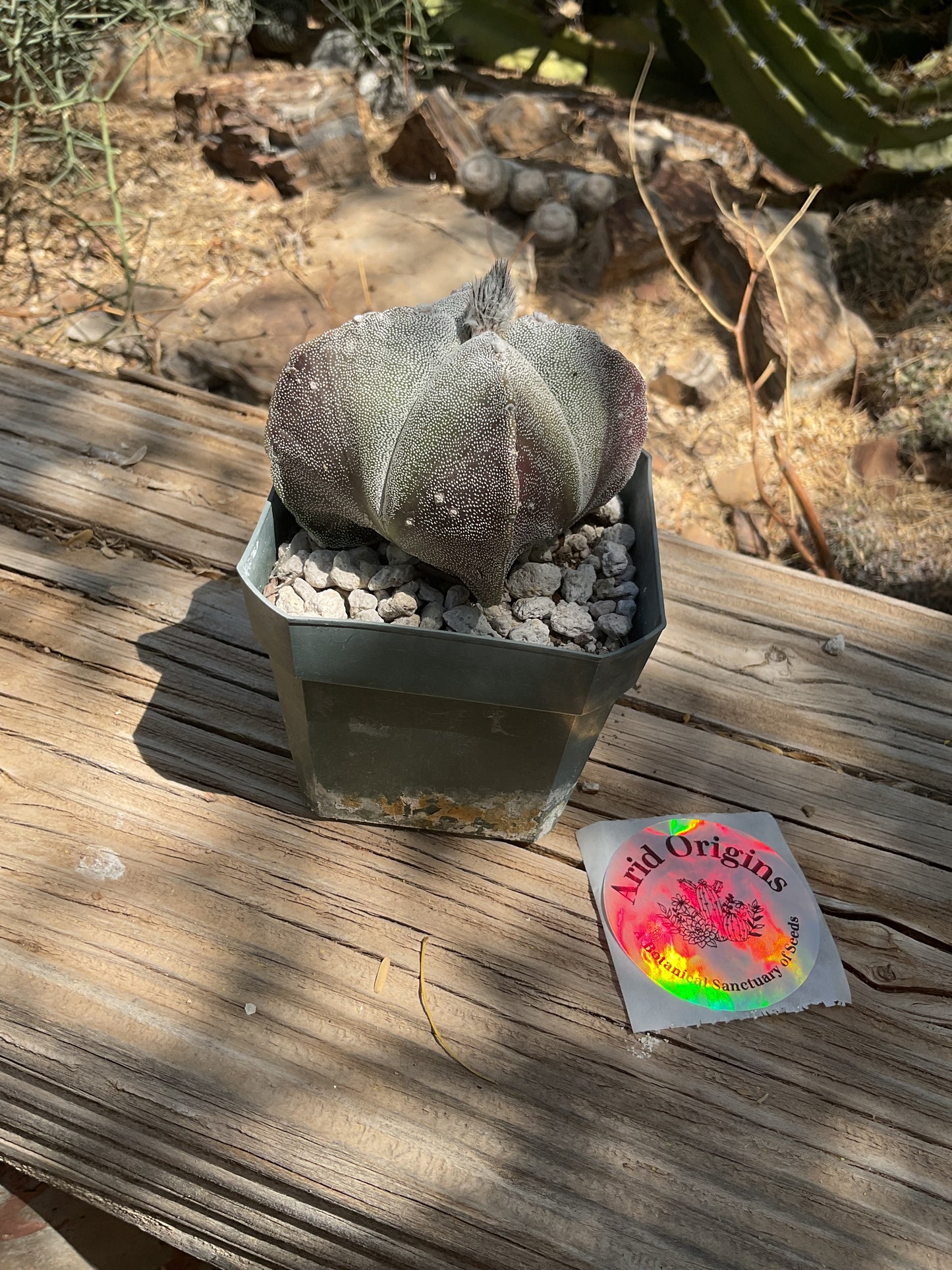 Astrophytum myriostigma quadricostatum Plant