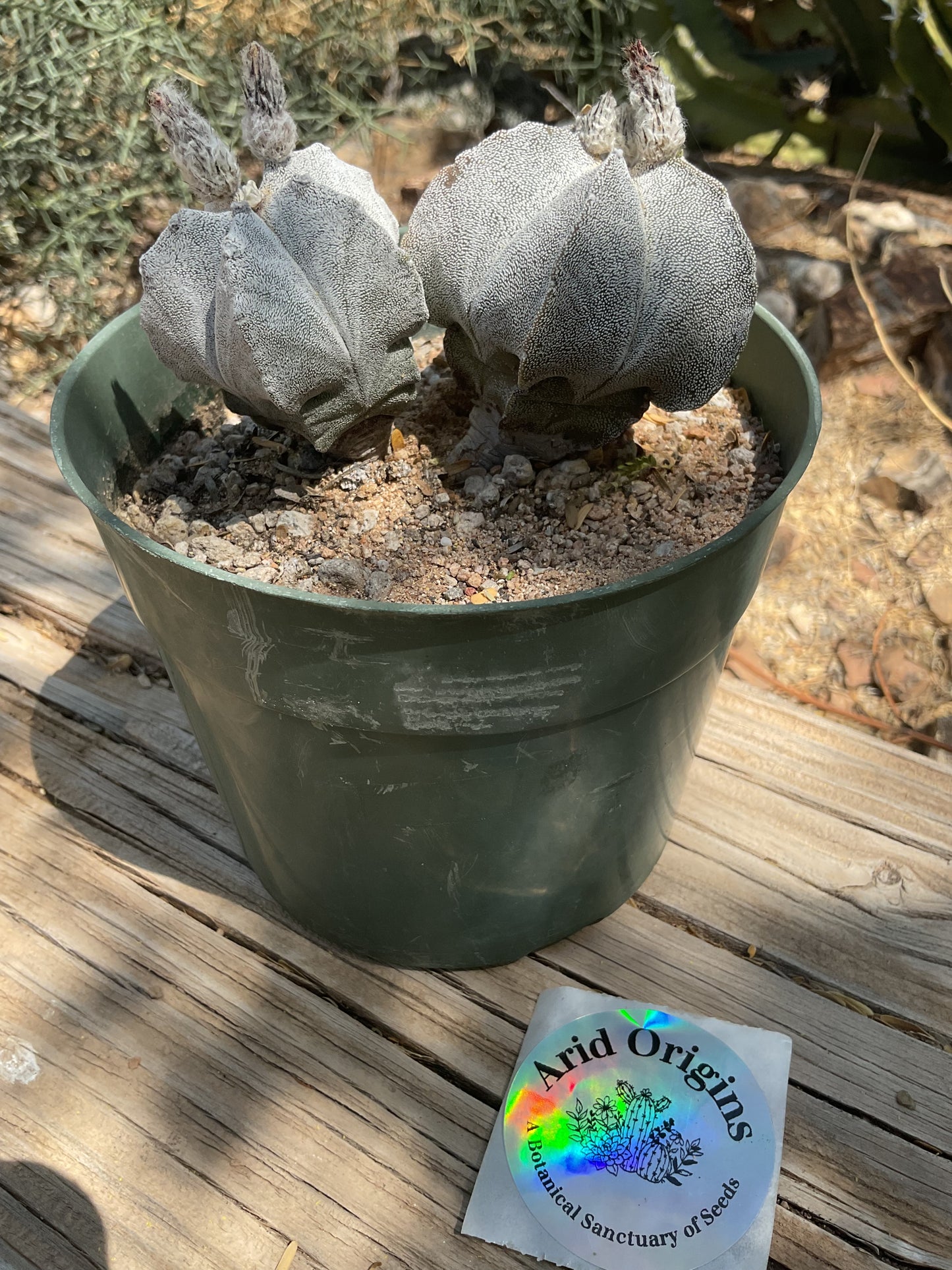 Astrophytum myriostigma Plant