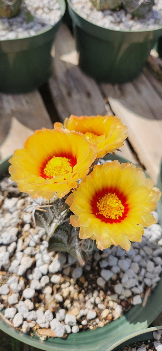 Astrophytum capricorne Seeds