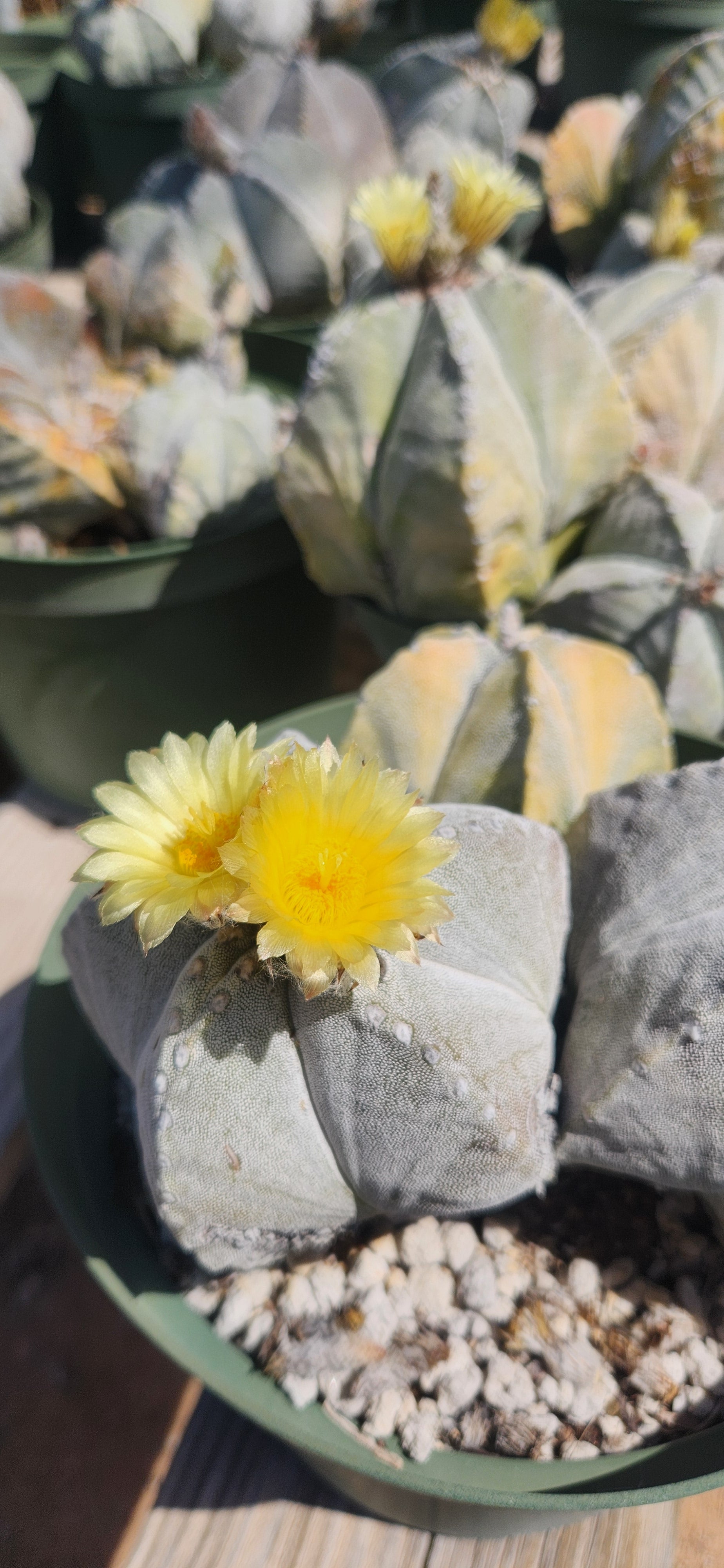 variegated plant seeds Astrophytum myriostigma variegated Seeds – Arid Origins