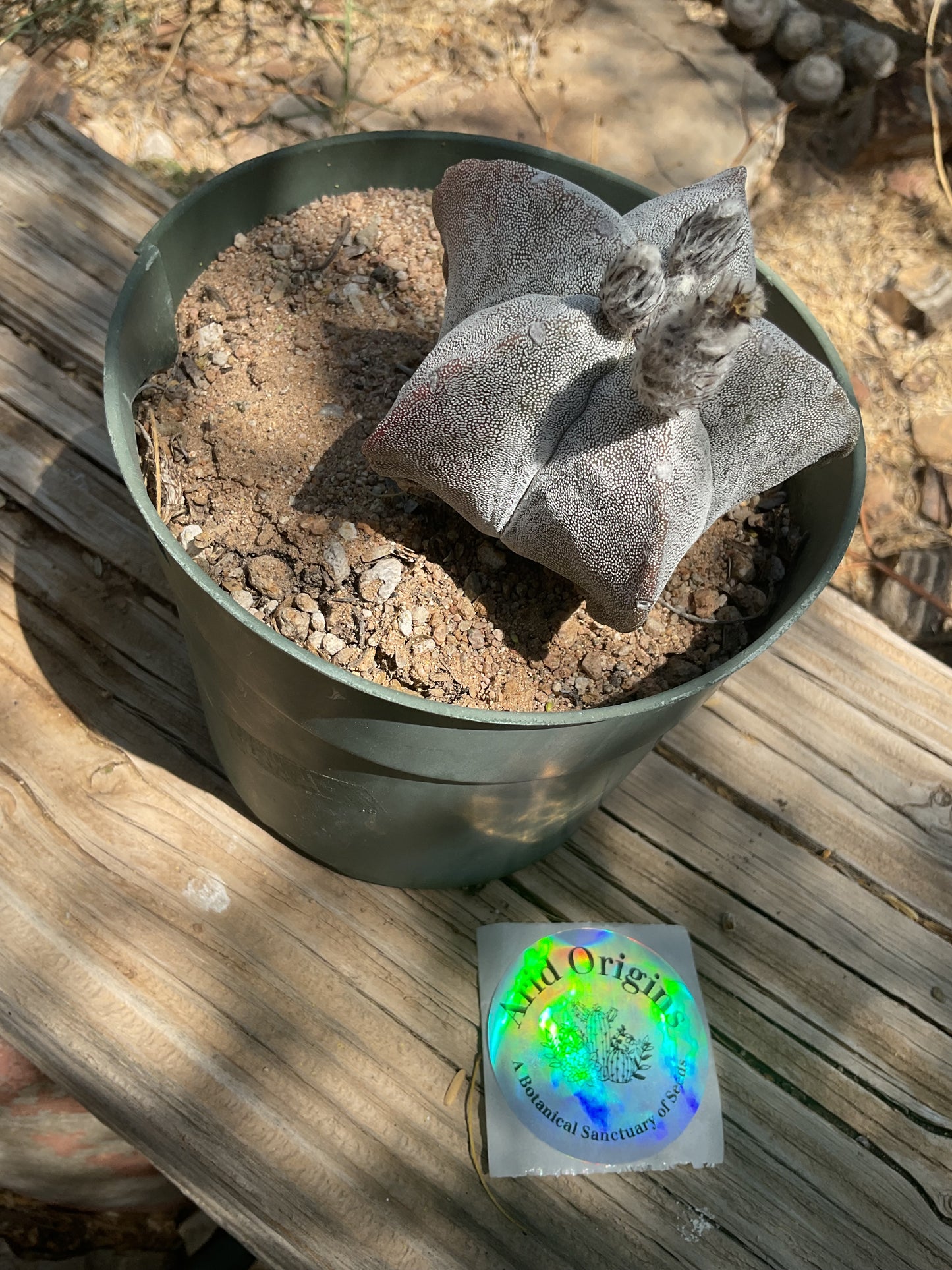Astrophytum myriostigma Plant