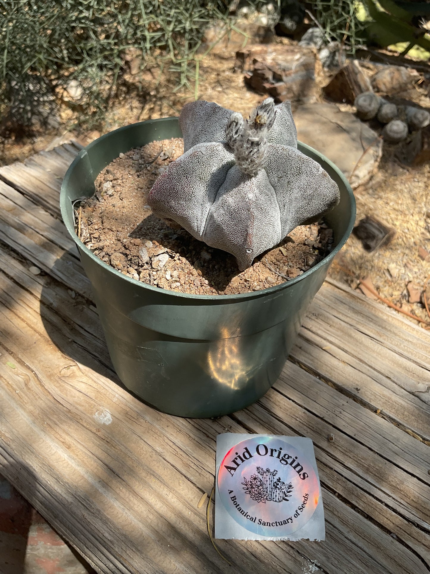 Astrophytum myriostigma Plant