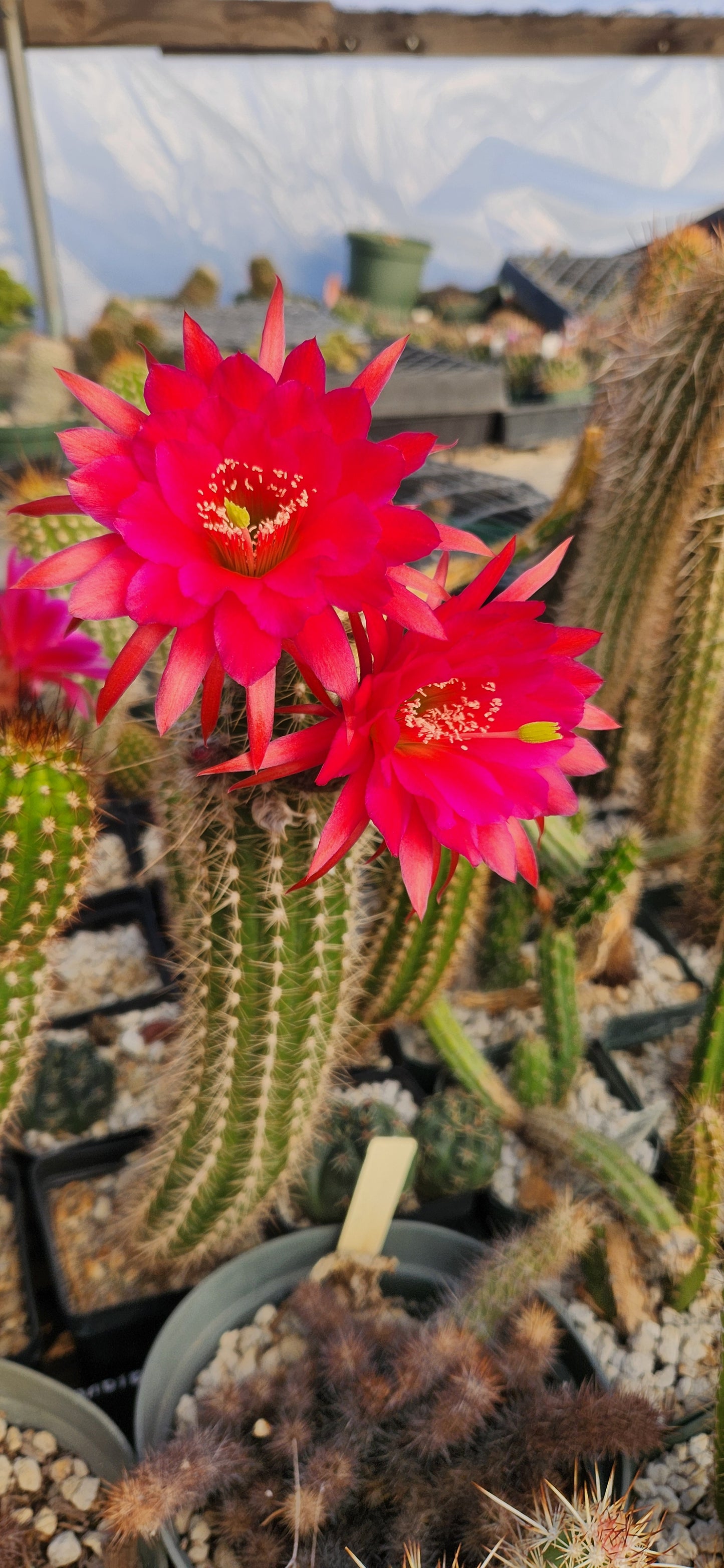 Borzicactus icosagonus roseiflorus Seeds