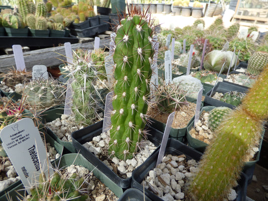 Cleistocactus fieldianus Plant