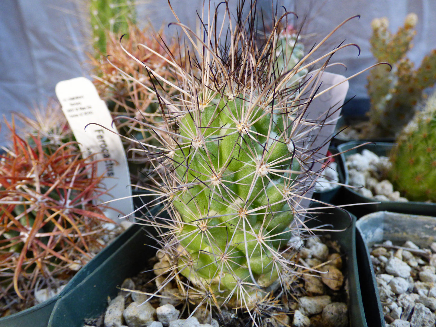 Cochemiea maritima Plant