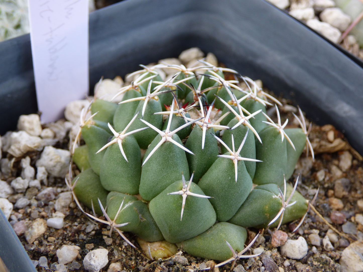 Coryphantha maiz-tablasensis Plant