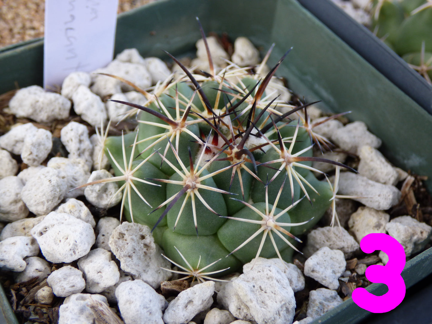 Coryphantha pycnacantha Plant
