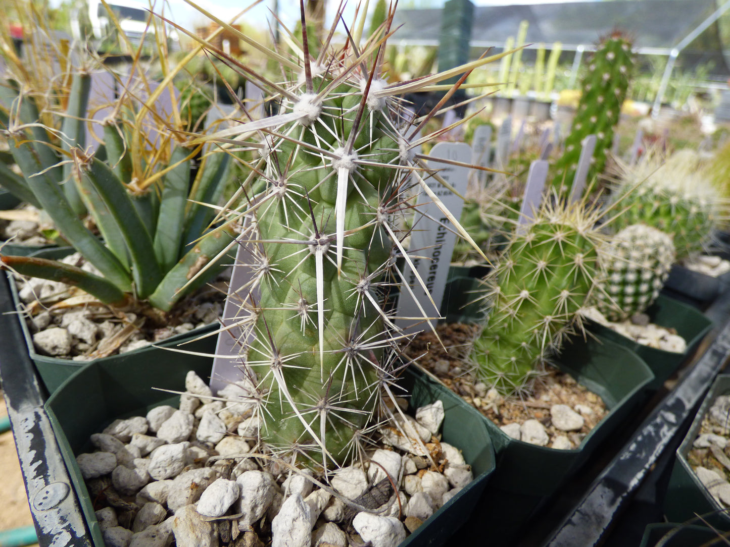 Echinocereus brandegeei Plant
