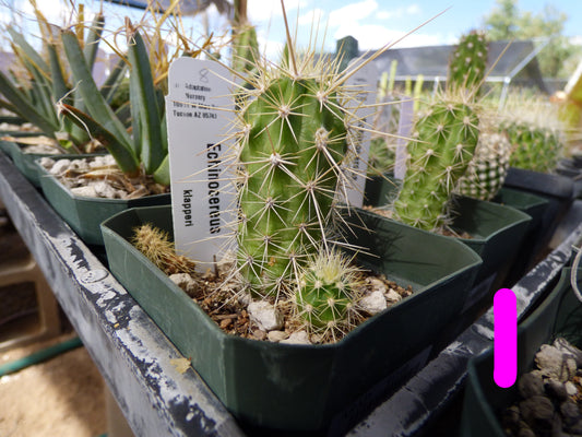Echinocereus klapperi Plant
