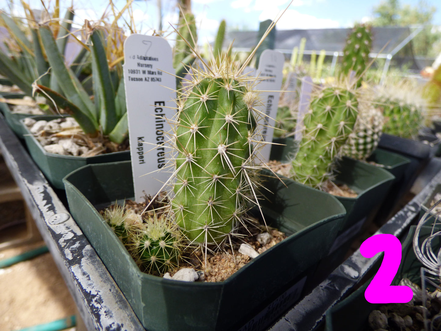 Echinocereus klapperi Plant