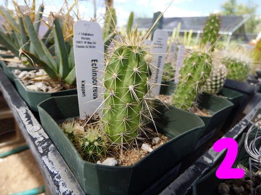 Echinocereus klapperi Plant