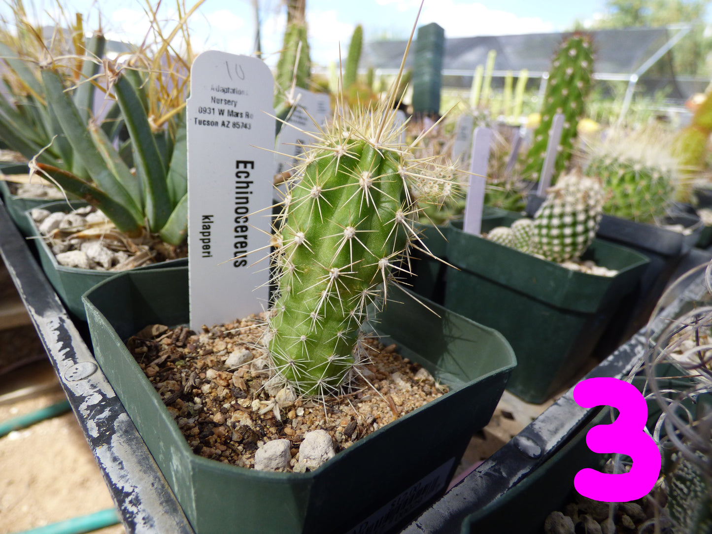 Echinocereus klapperi Plant