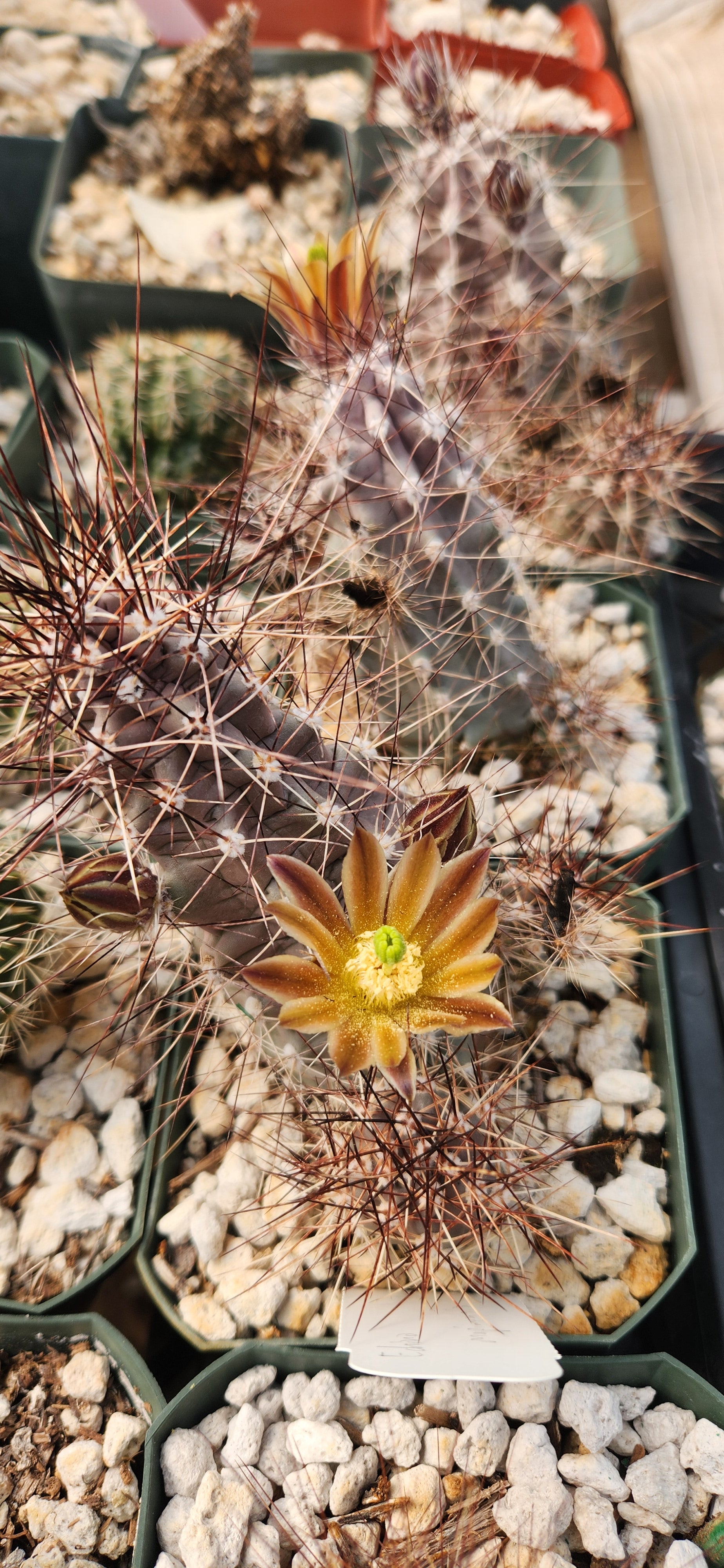 Echinocereus mapimiensis Seeds