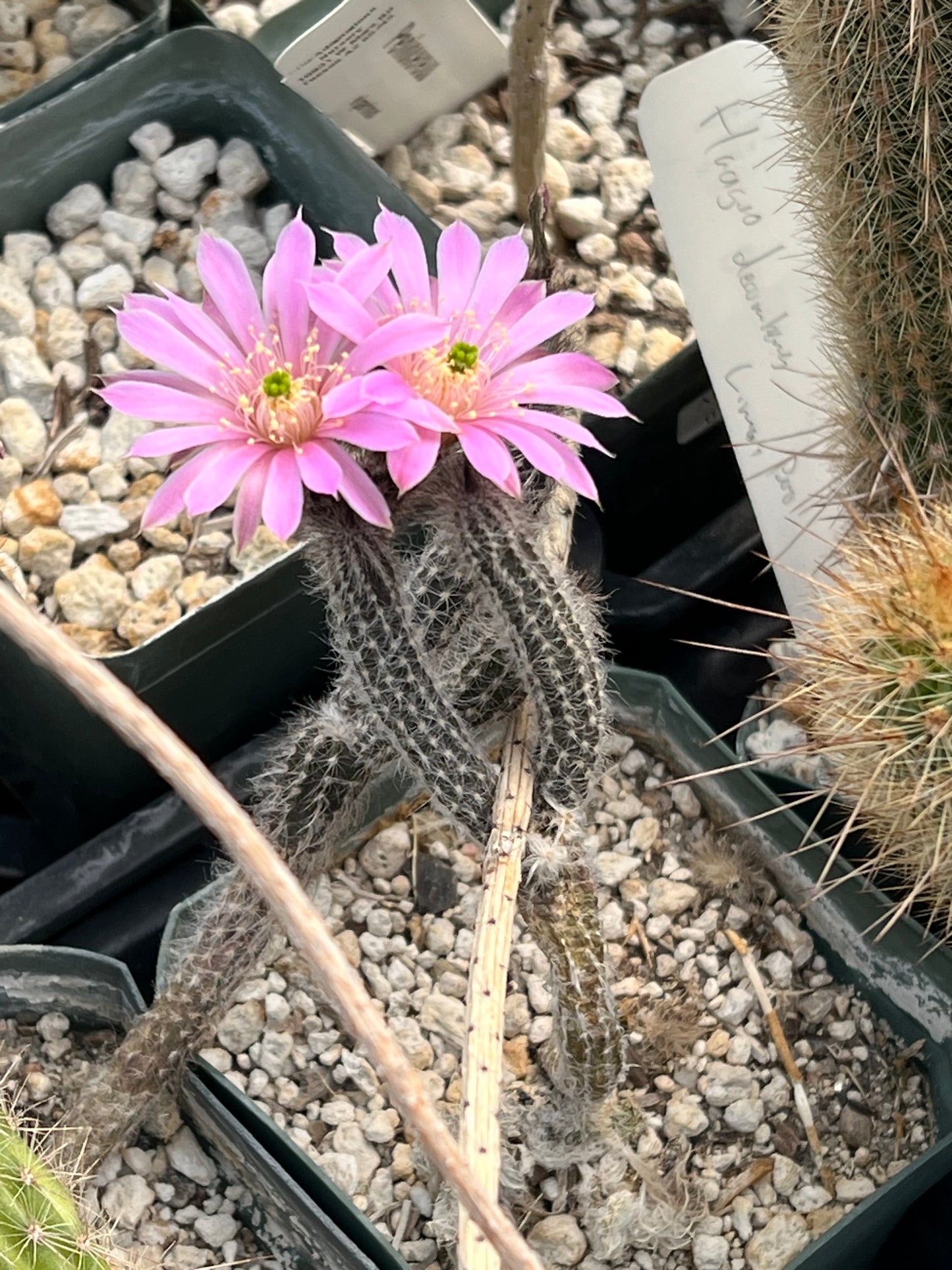 Echinocereus schmollii Plant