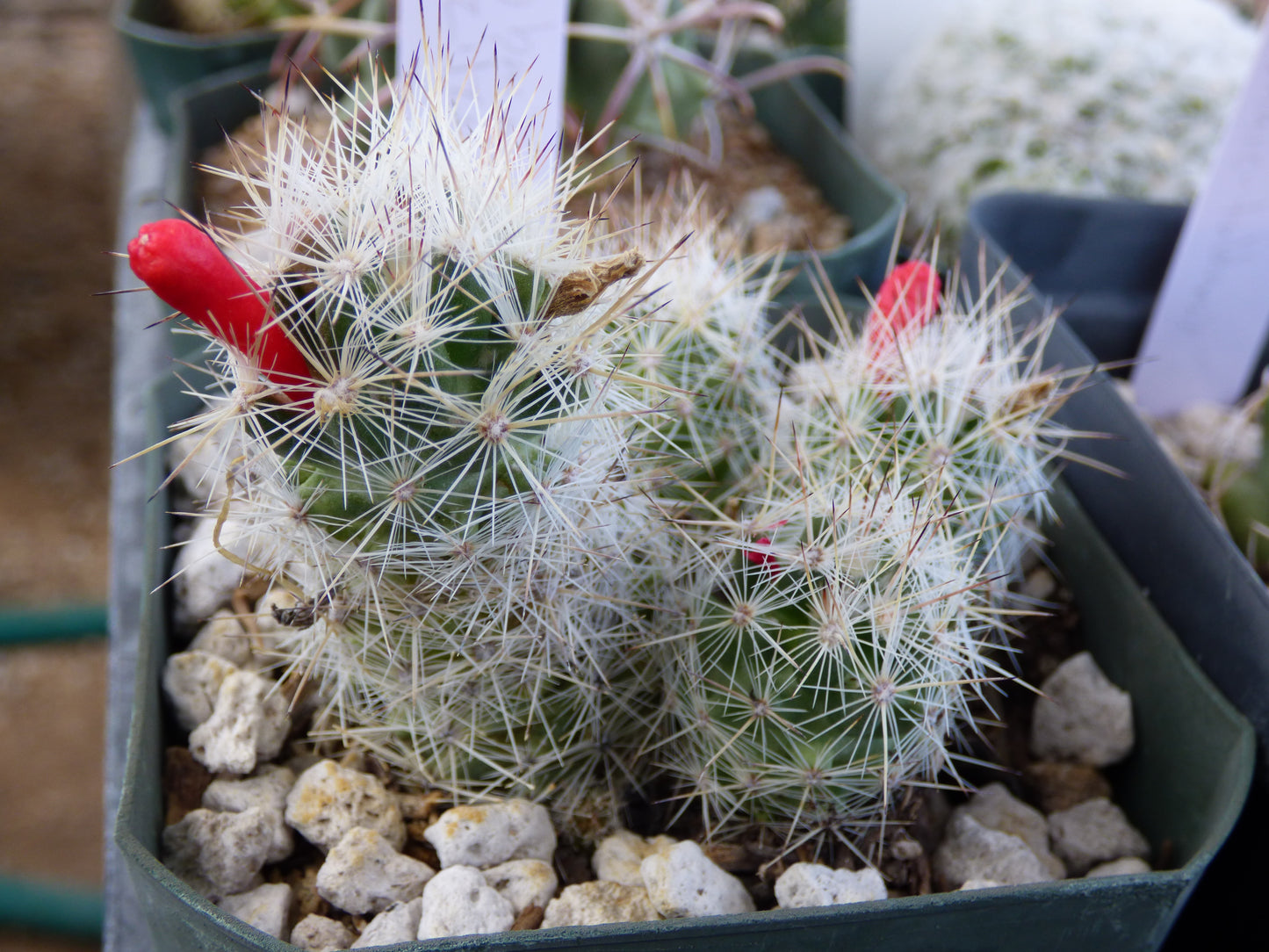 Escobaria zilziana Plant