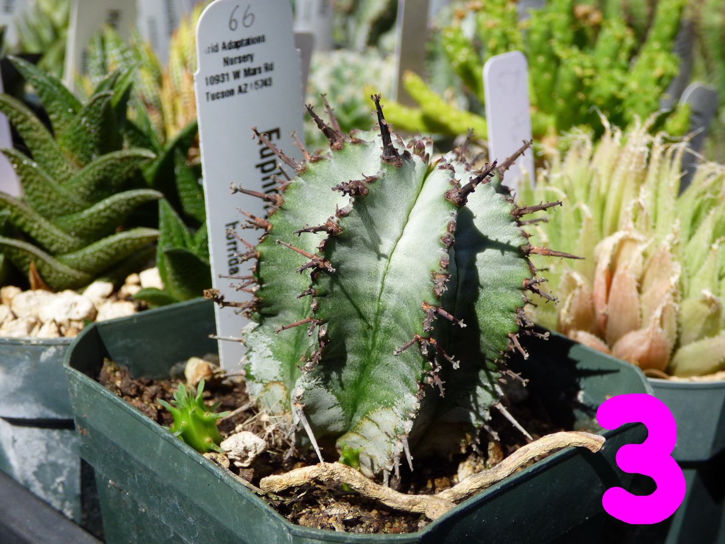 Euphorbia horrida Plant
