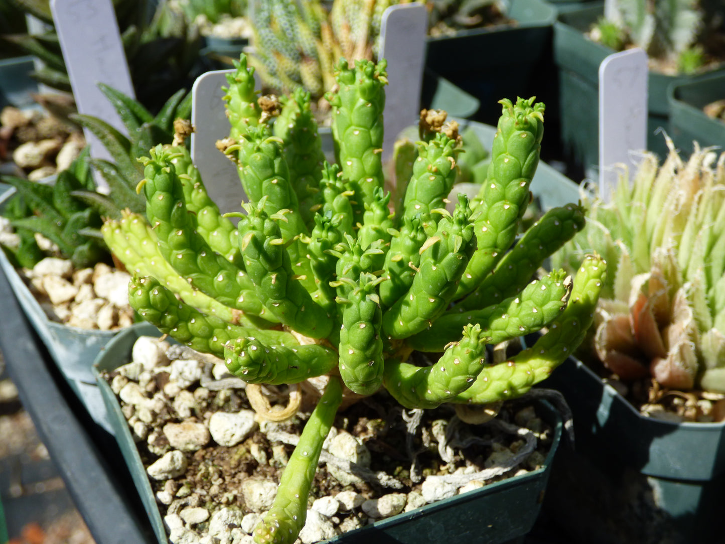 Euphorbia muirii Plant