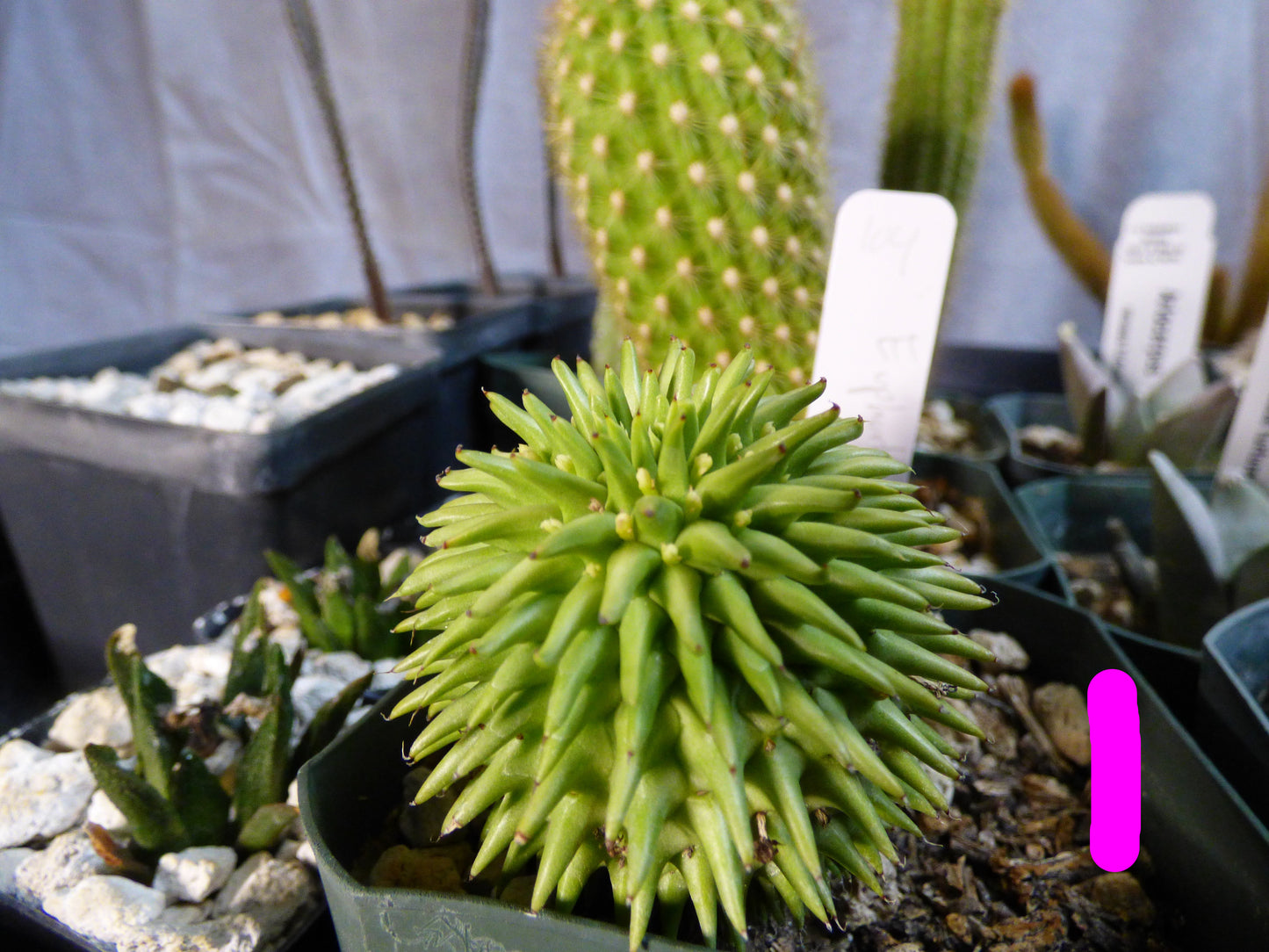 Euphorbia susannae Plant